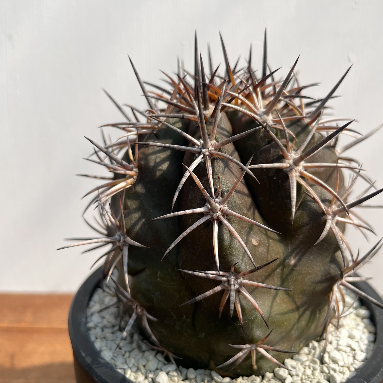Copiapoa dura【コピアポア・デュラ・銅羅丸・実生】