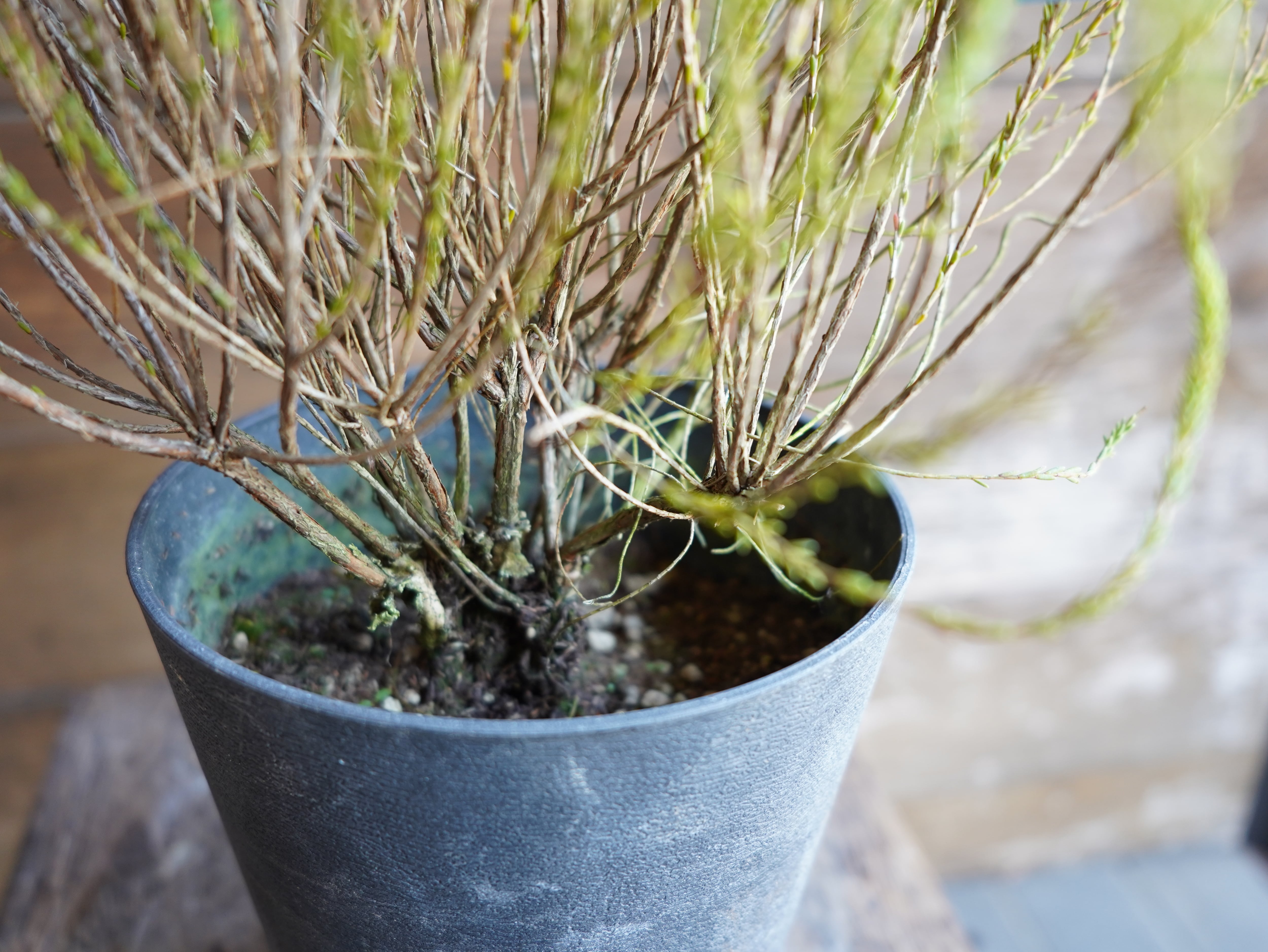 【現物】アクチノジウム　”シャトルデイジー”