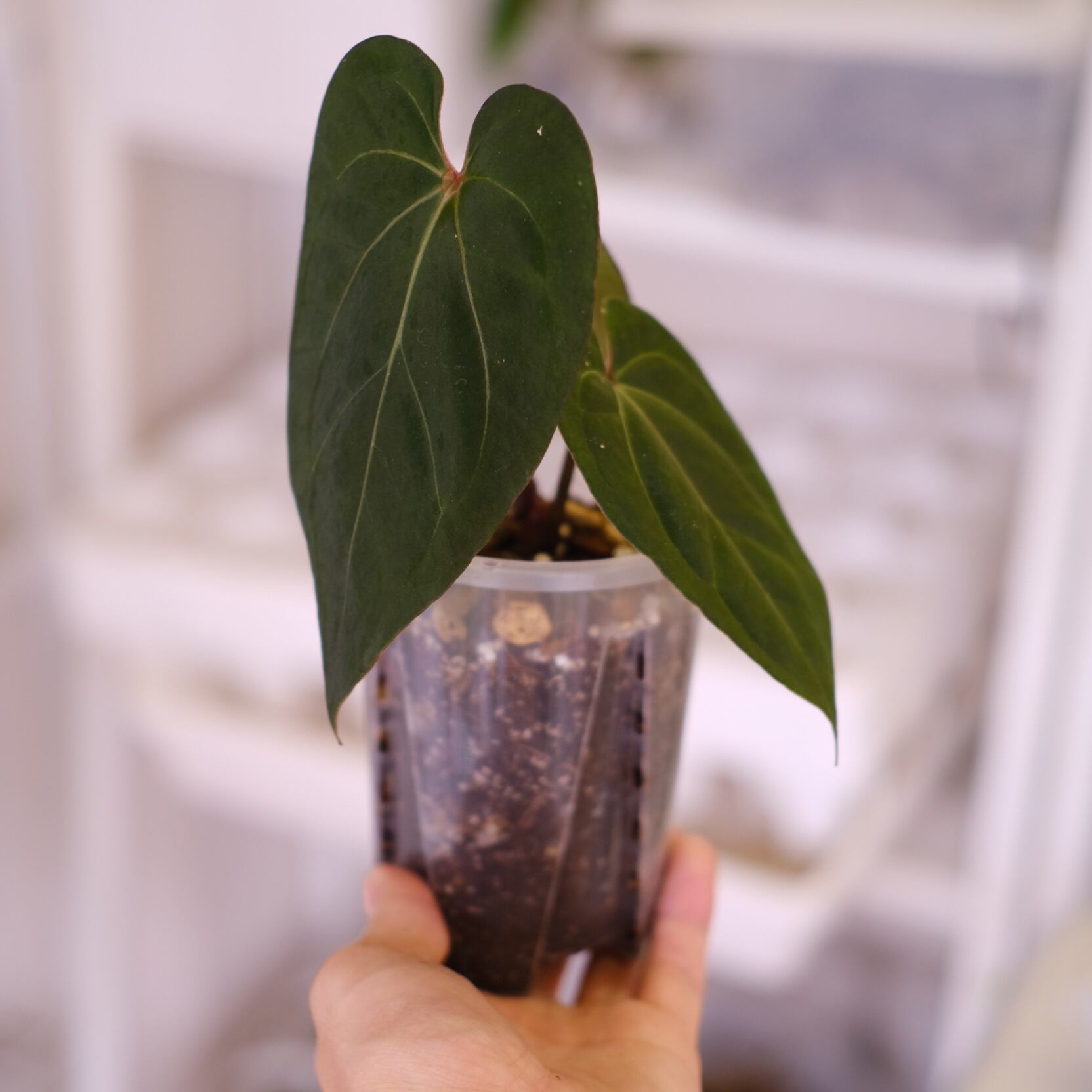 アンスリウム・キングオブスペード × ミシェル│Anthurium King of