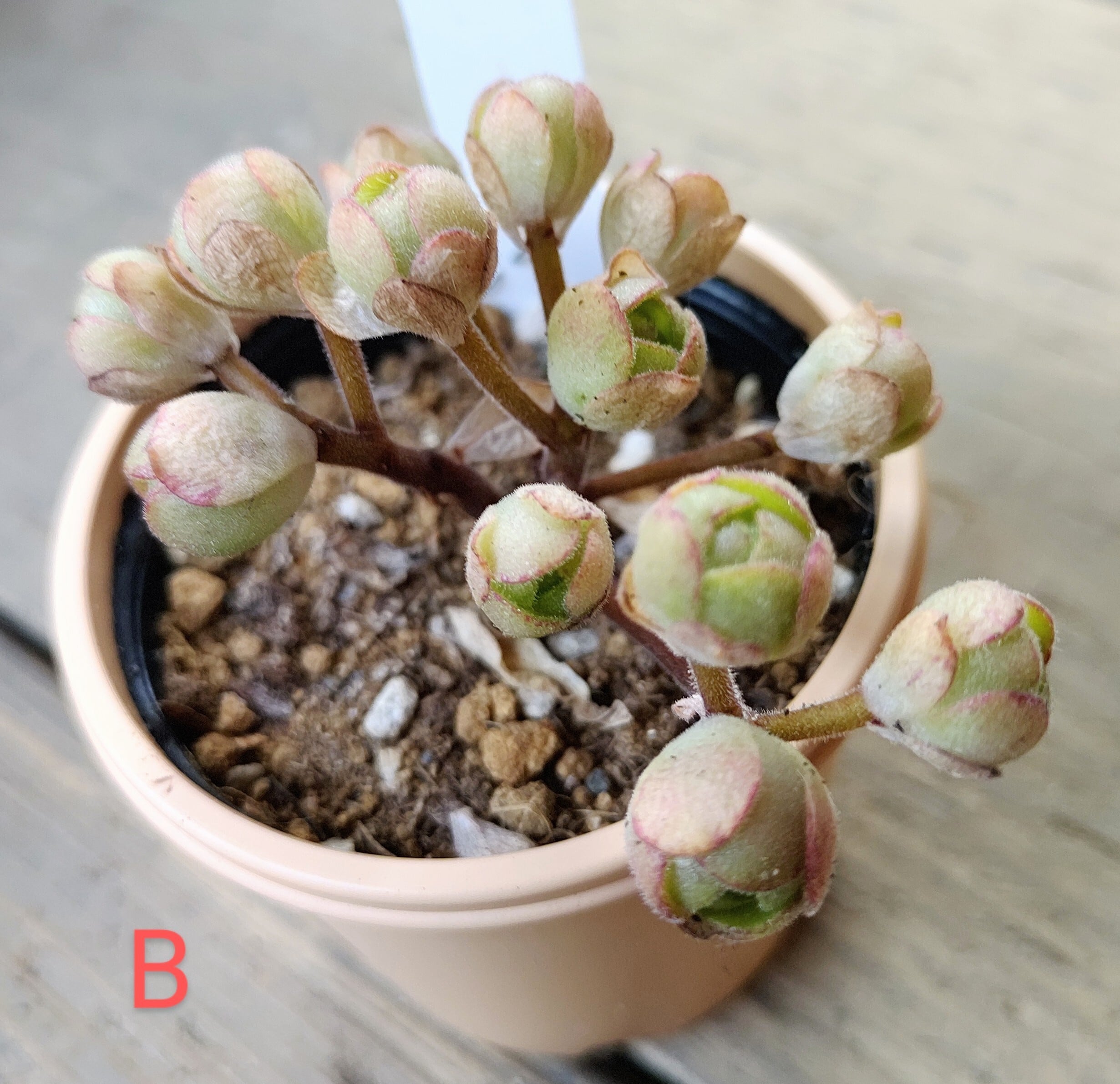 サンデルシー(アエオニウム) | RuPo 多肉植物専門店