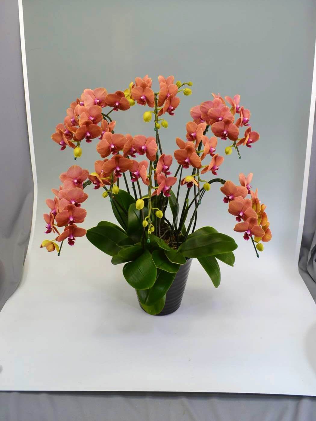 ミディ胡蝶蘭「サーフソング」 8本立ち(胡蝶蘭048) | 花you