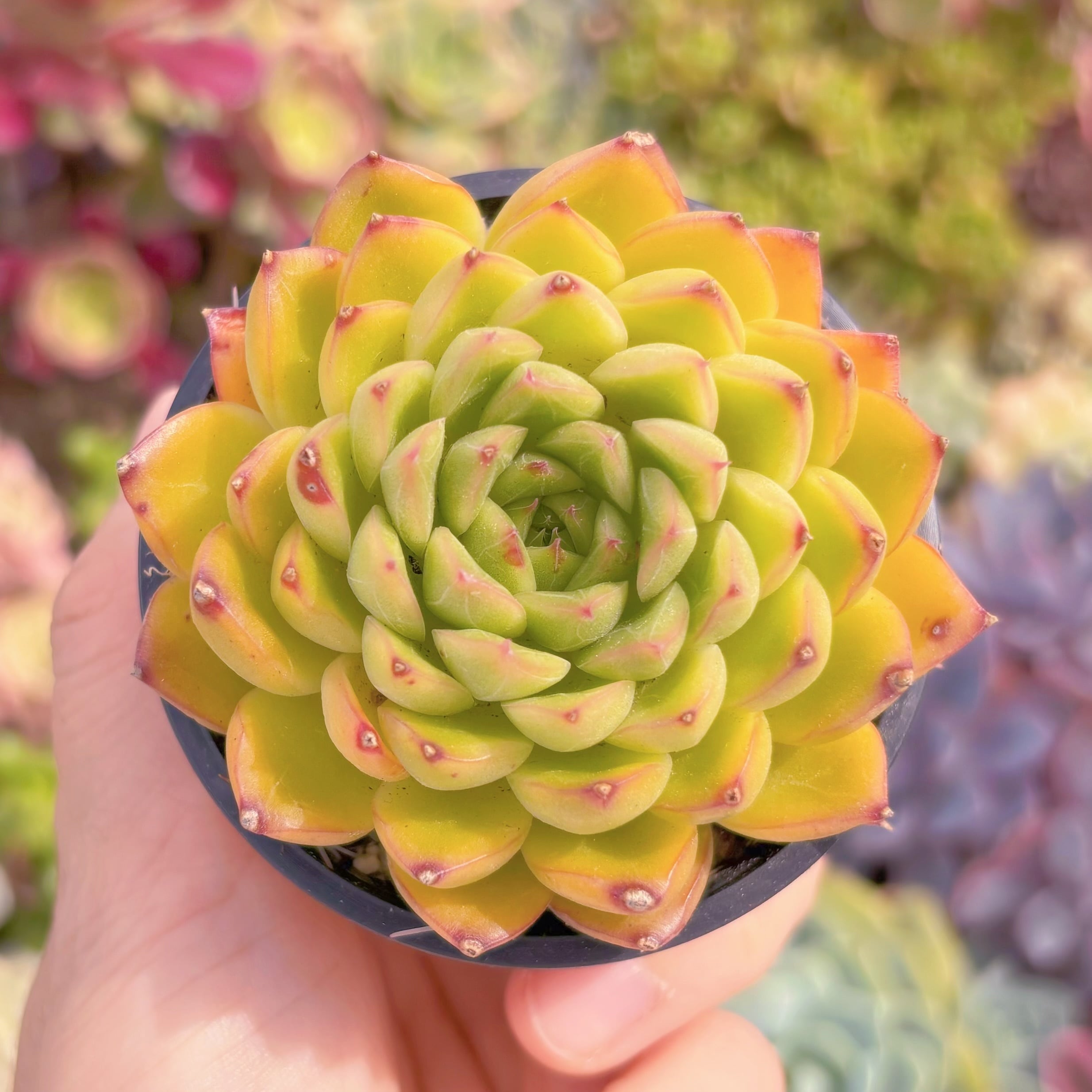 現品　閃光#676　るる農園