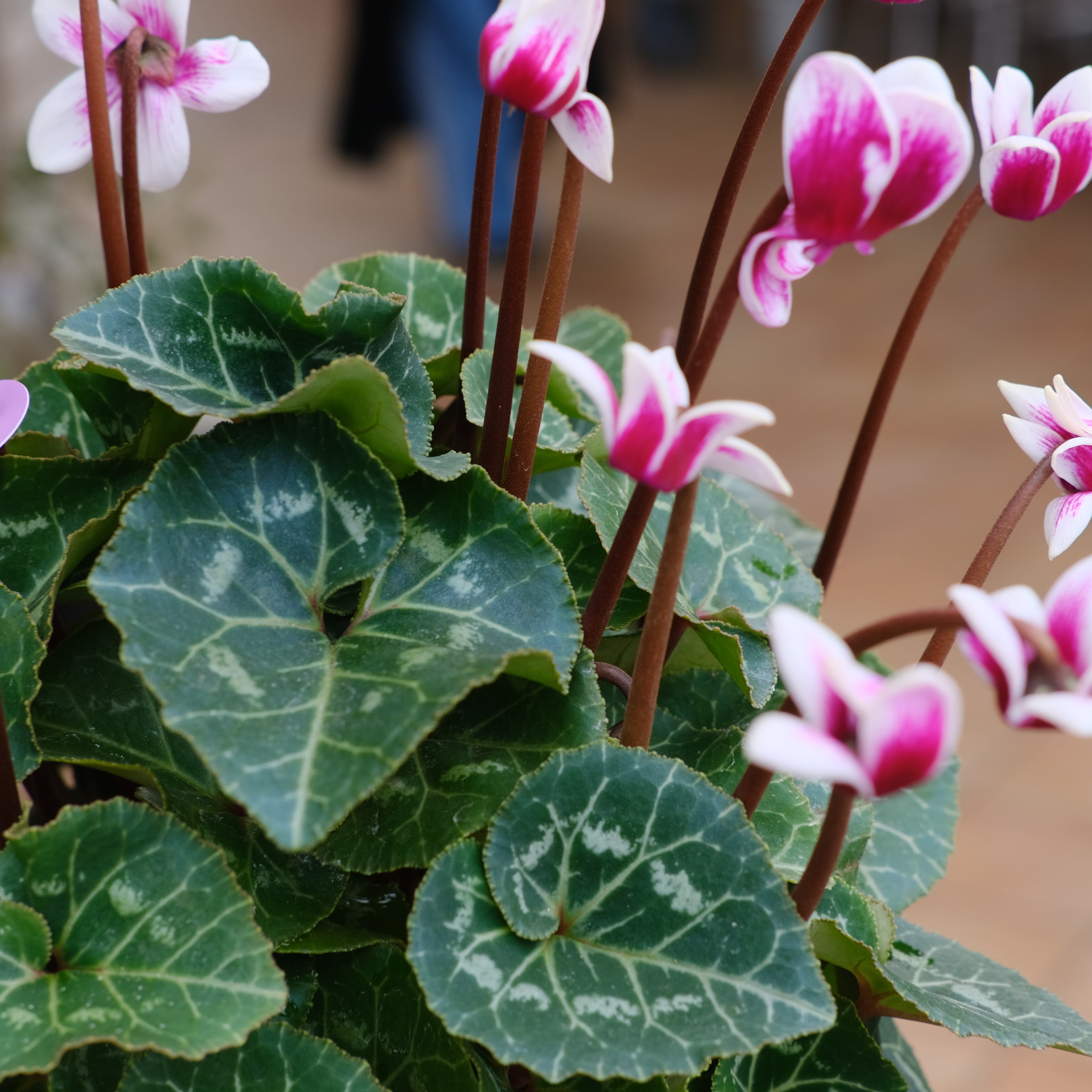 シクラメン チモシリーズ《 ピコティ 一重 》 | グリーンギャラリー