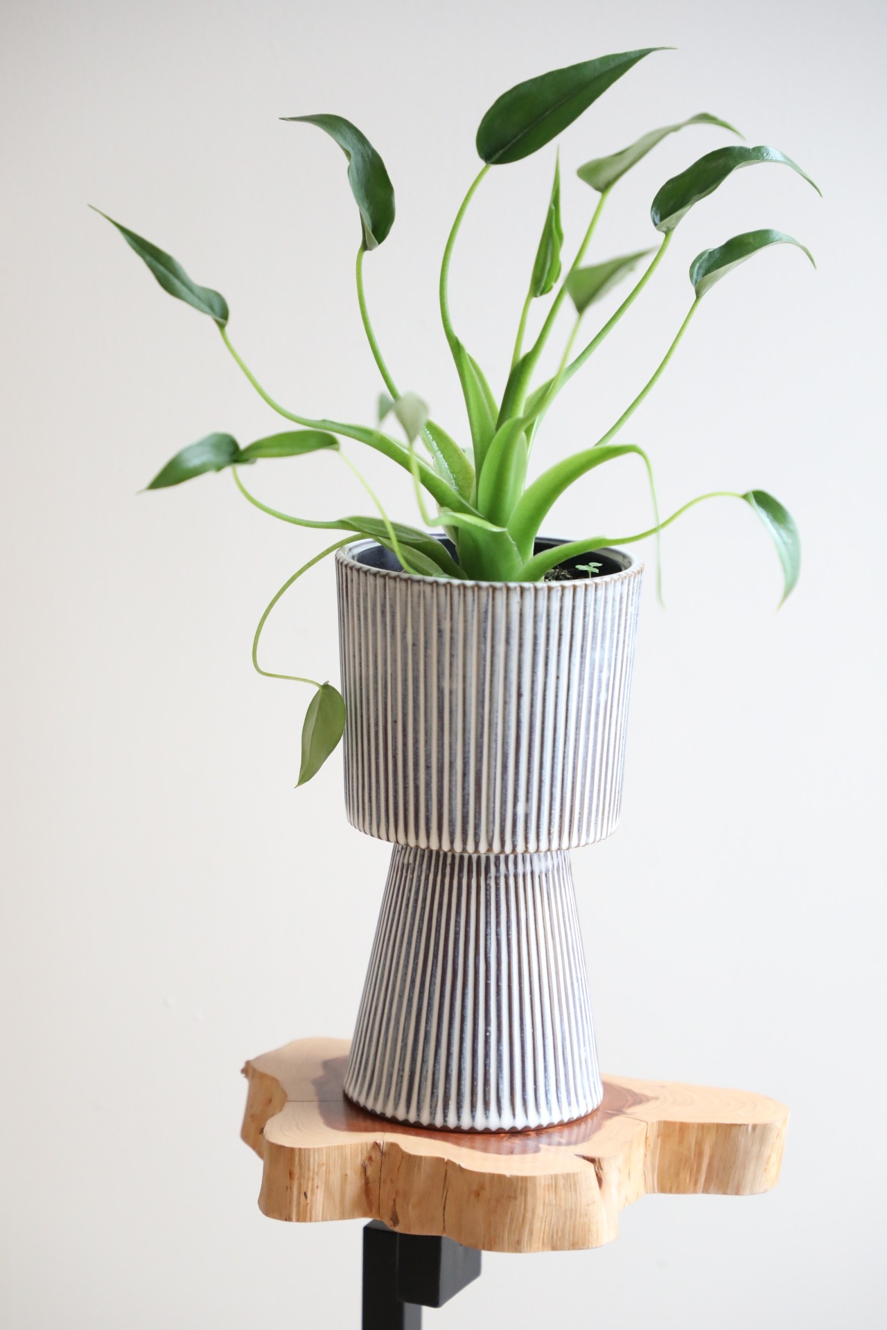 【M】アロカシア タイニーダンサー/Alocasia　※陶器鉢カバー付き