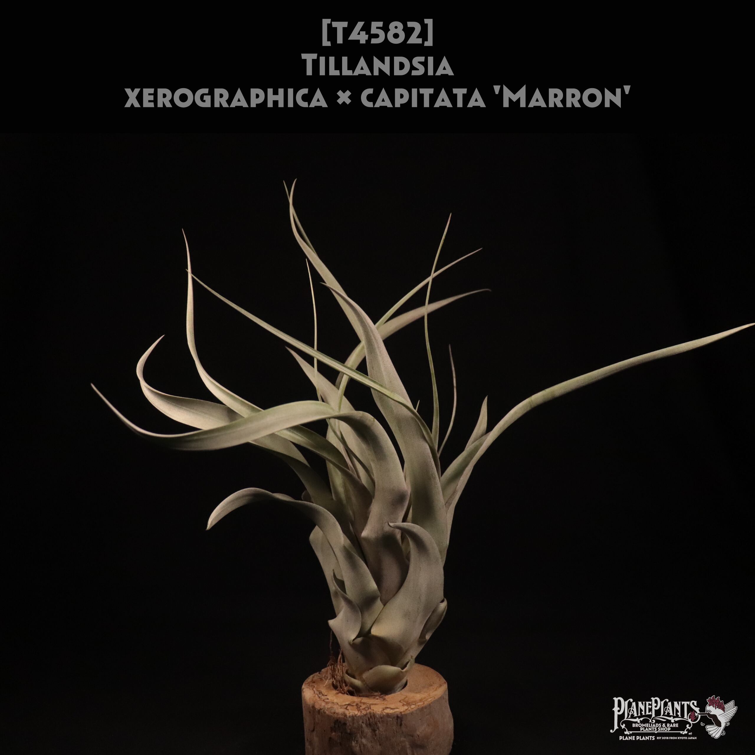 【送料無料】xerographica x capitata 'Marron'〔エアプランツ〕現品発送T4582