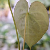 Anthurium Clarinervium × Crystallinum② / アンスリウム クラリネルビウム×クリスタリナム