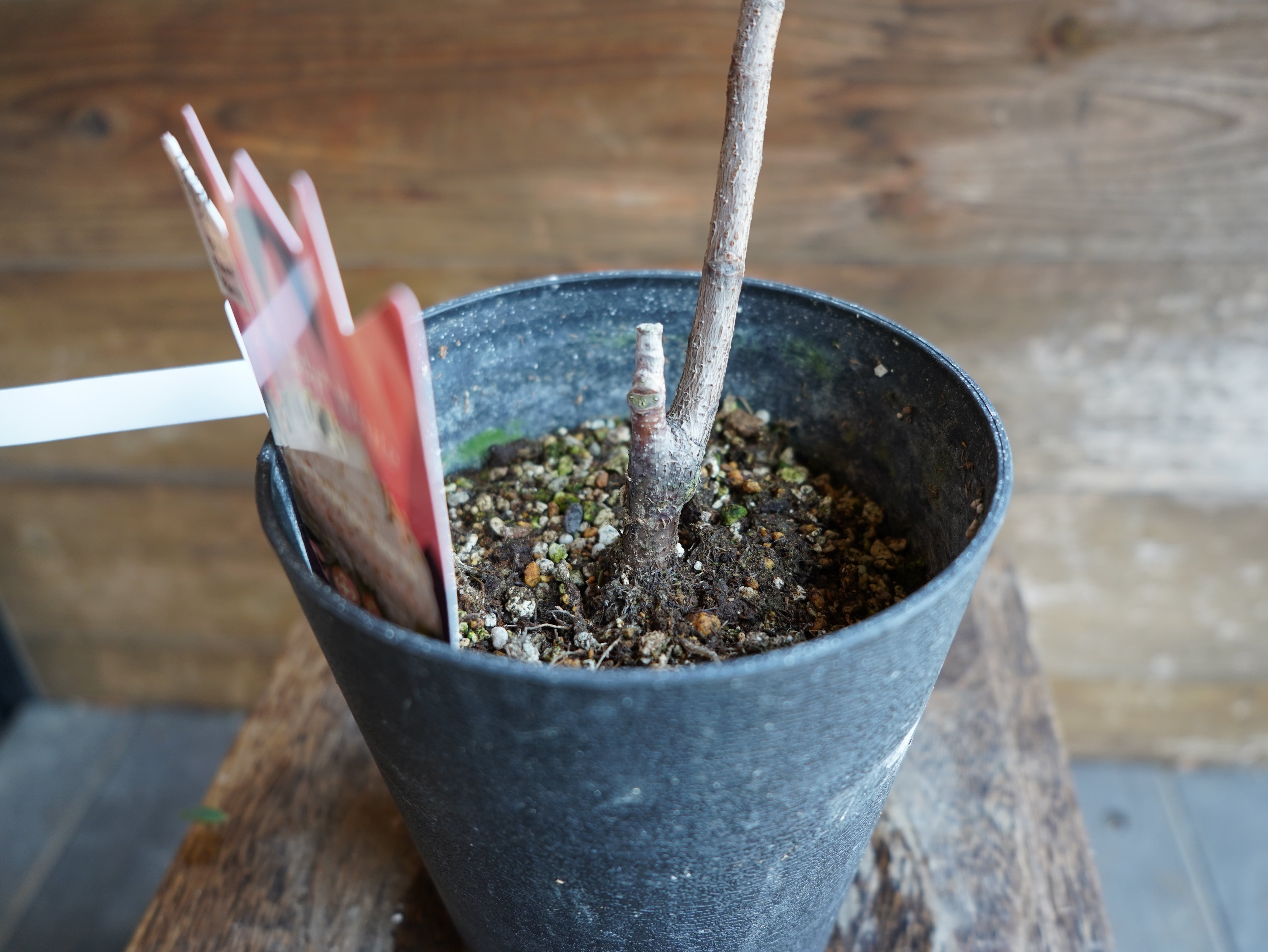 【現物】テロペア　”シェイディレディホワイト”　5号　A