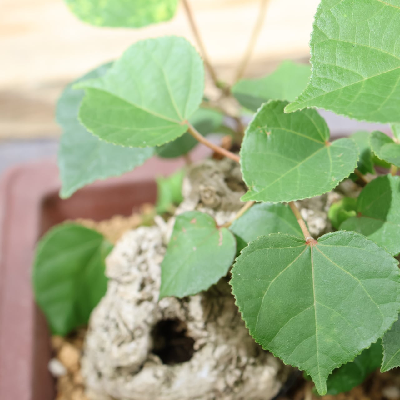 375 南国の風を宿す『琉球盆栽 オオハマボウ』観葉植物 【送料無料