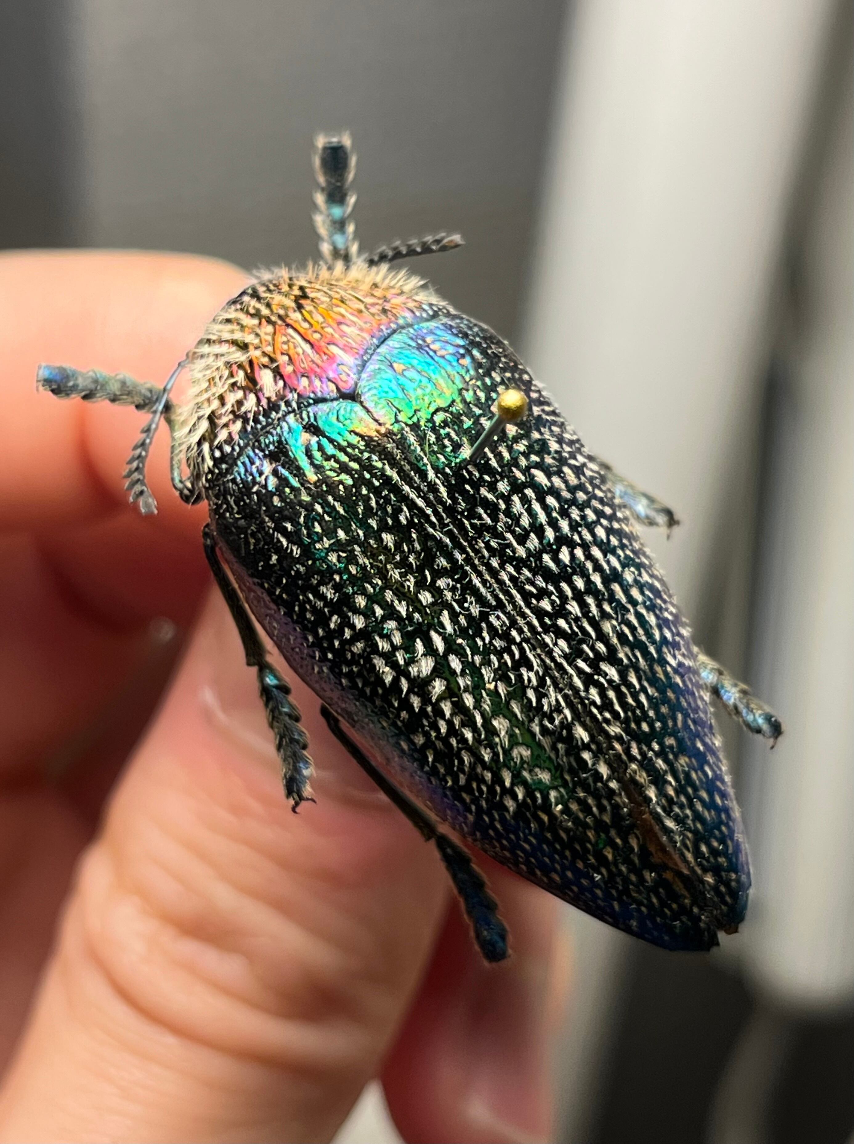 59mm】ウガンデンシスオオツノカナブン 昆虫標本カナブンカブトムシ