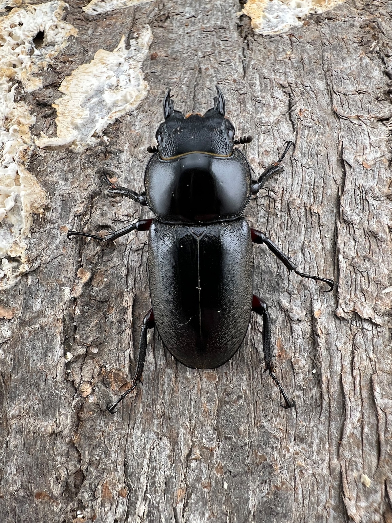 【WF5】《アカアシクワガタ 福島県産産 37mm ペア》セルヴォラン氏委託個体