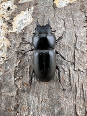 【WF5】《アカアシクワガタ 福島県産産 37mm ペア》セルヴォラン氏委託個体