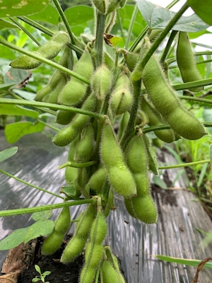 木島平からの枝豆箱《Sサイズ》1〜２人暮らしの方へ 500g