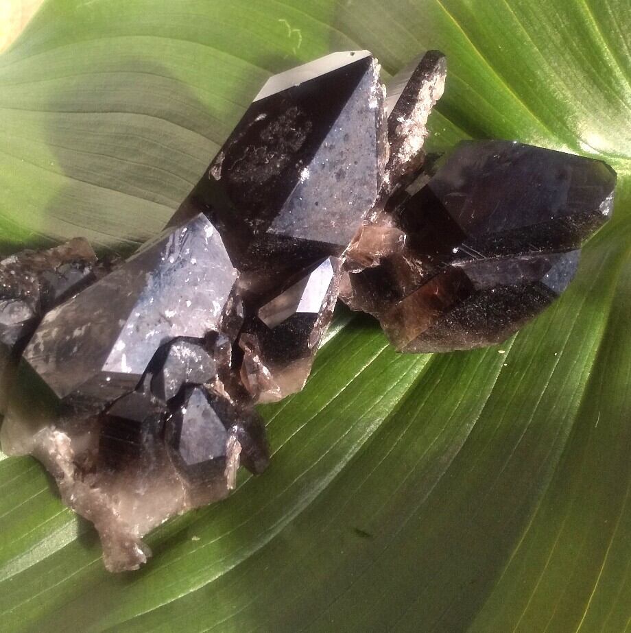 モリオン クラスター アーカンソー州産 漆黒の輝きを放つ「モリオンクラスター」（アメリカ