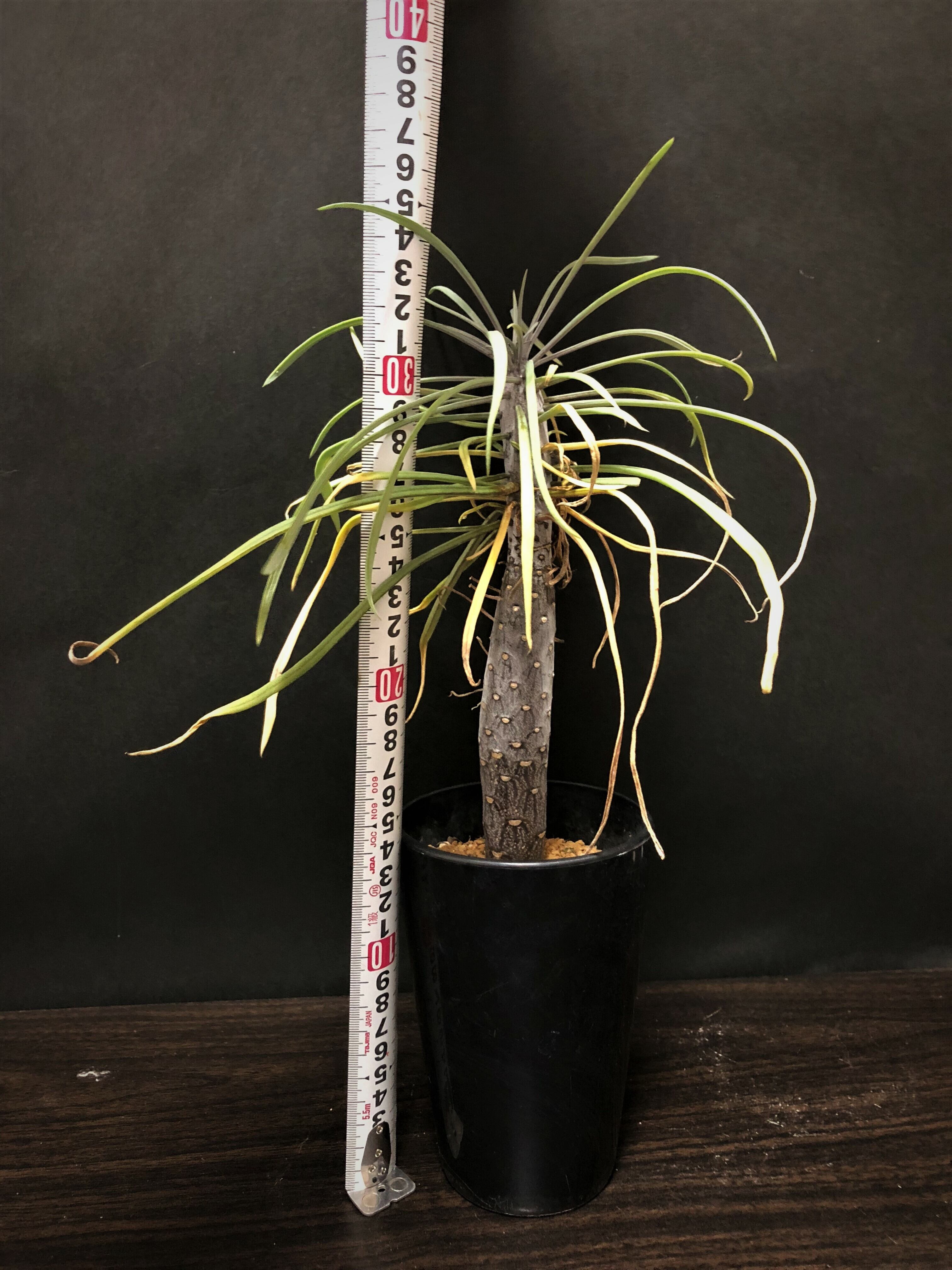 Senecio kleinia セネシオ・クレイニア ”モンキーツリー” | plants