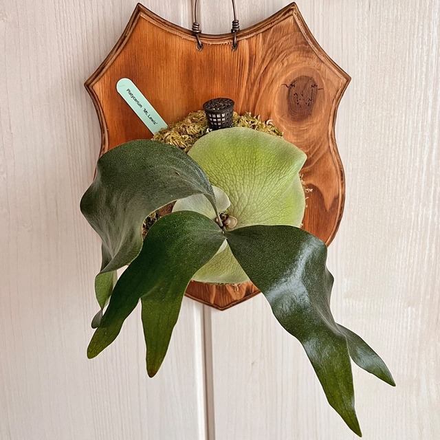 ビカクシダ マウントルイス 板付 【観葉植物 室内 コウモリラン】