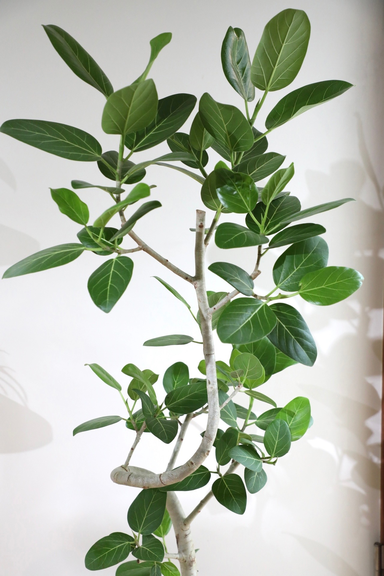 【L/158cm】【渋谷区周辺エリア/配送料無料】フィカス ベンガレンシス/Ficus benghalensis ※陶器鉢カバー別
