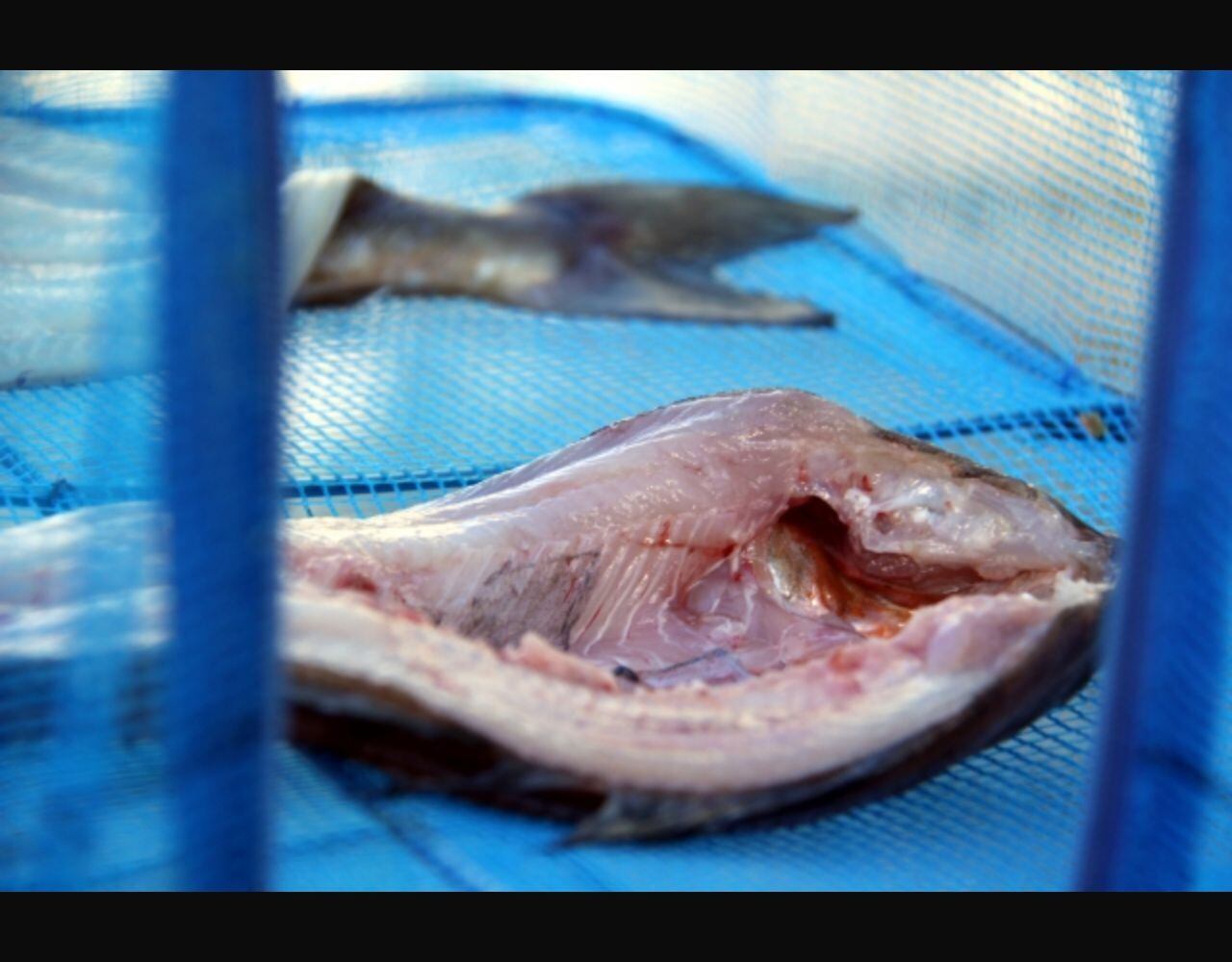 開きほっけ サイズ大中【冷凍】 | マルショウ水産