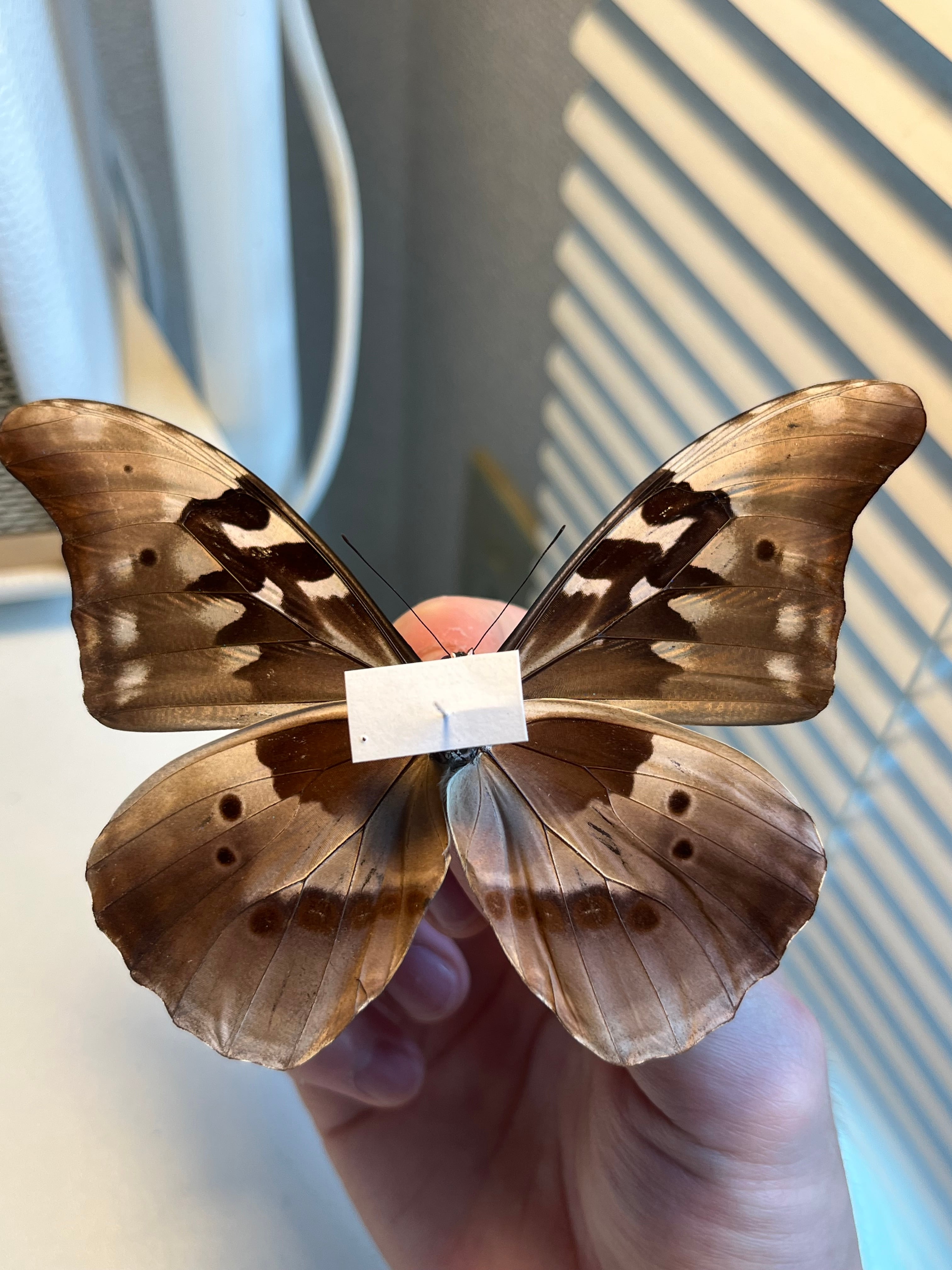 極美個体】レテノールモルフォ蝶 蛾ピカソモスモルフォチョウMorpho