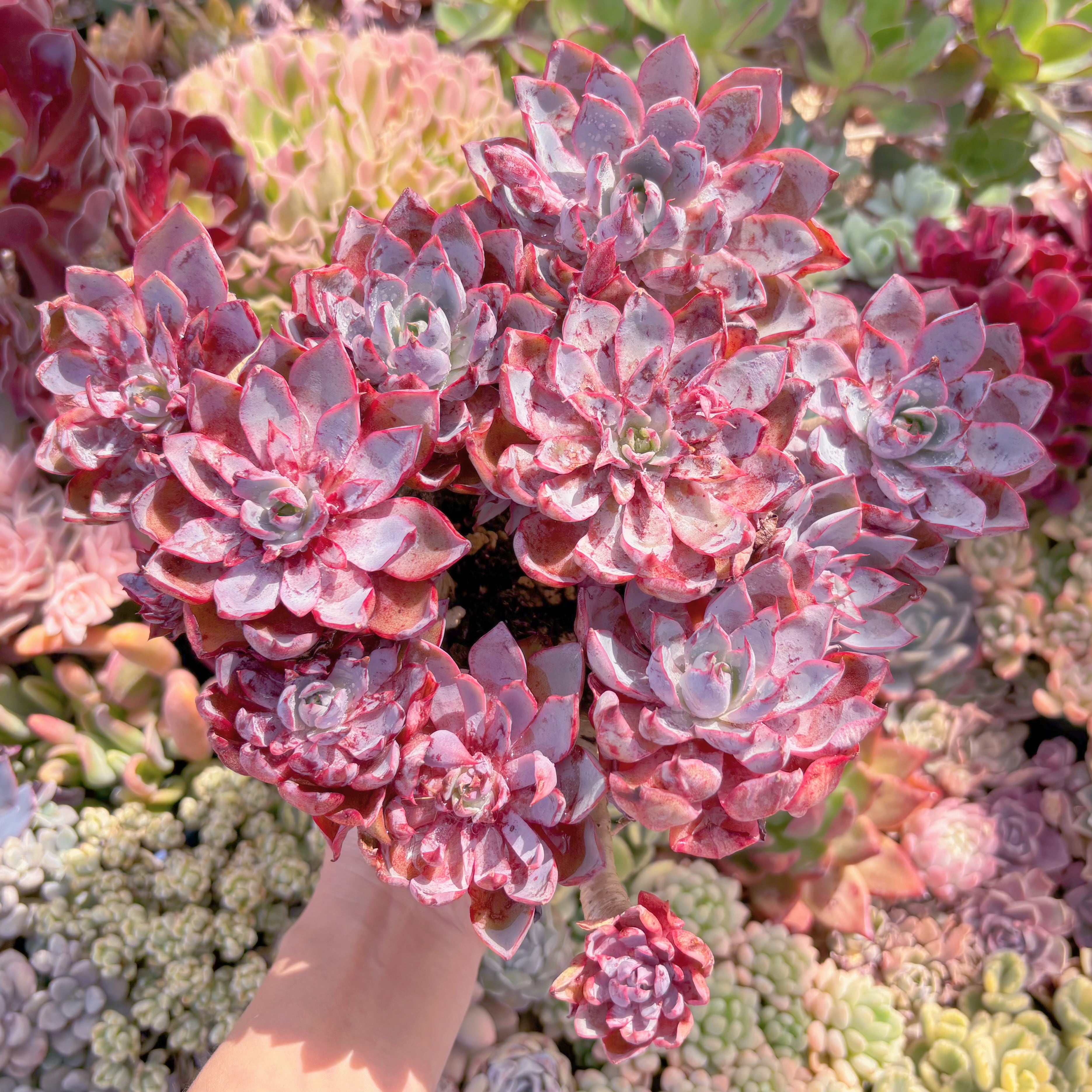 現品　ヘラ#587　特大大群生　るる農園