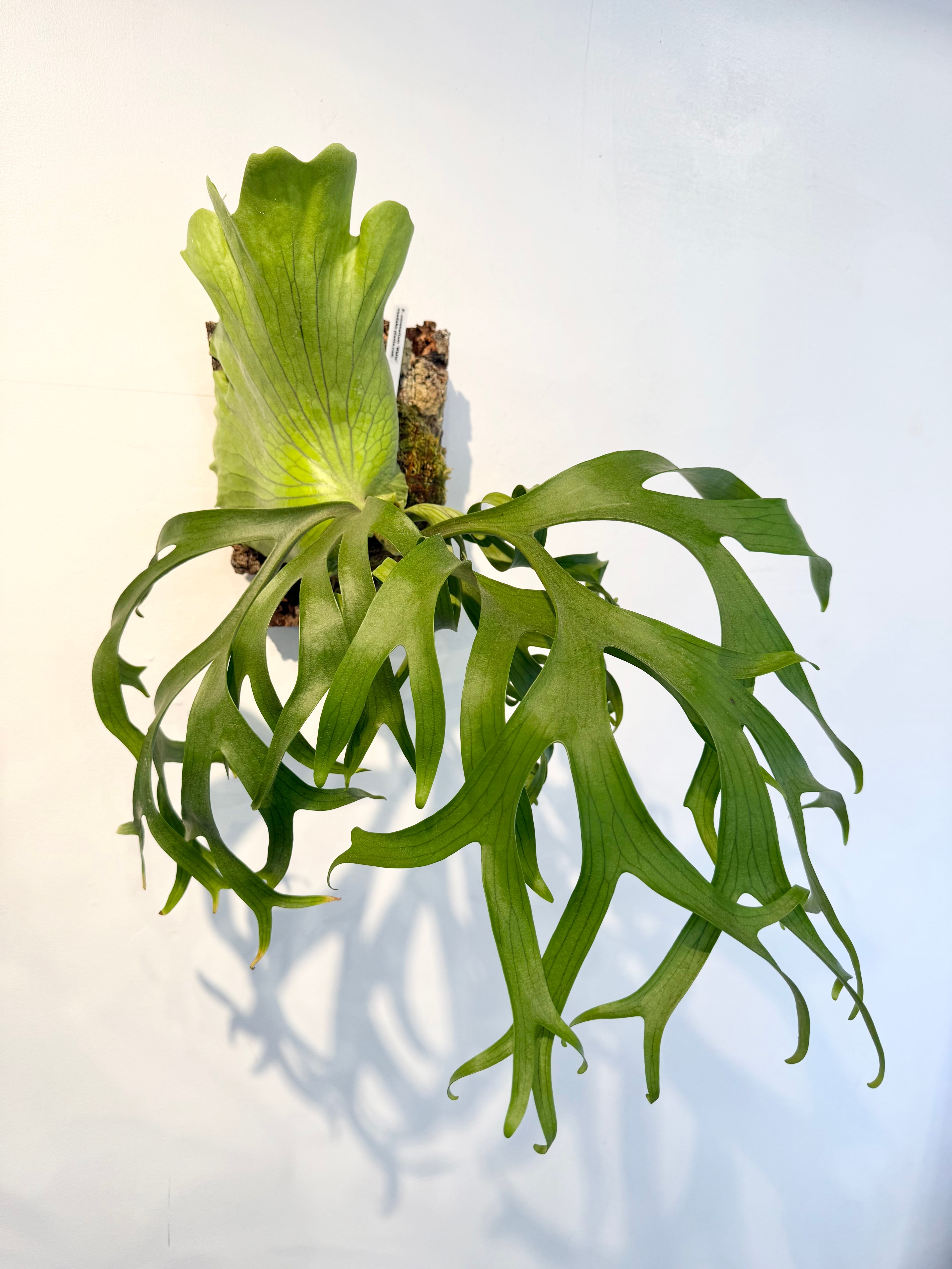 a) P. coronarium 'White' ビカクシダ コロナリウム 'ホワイト