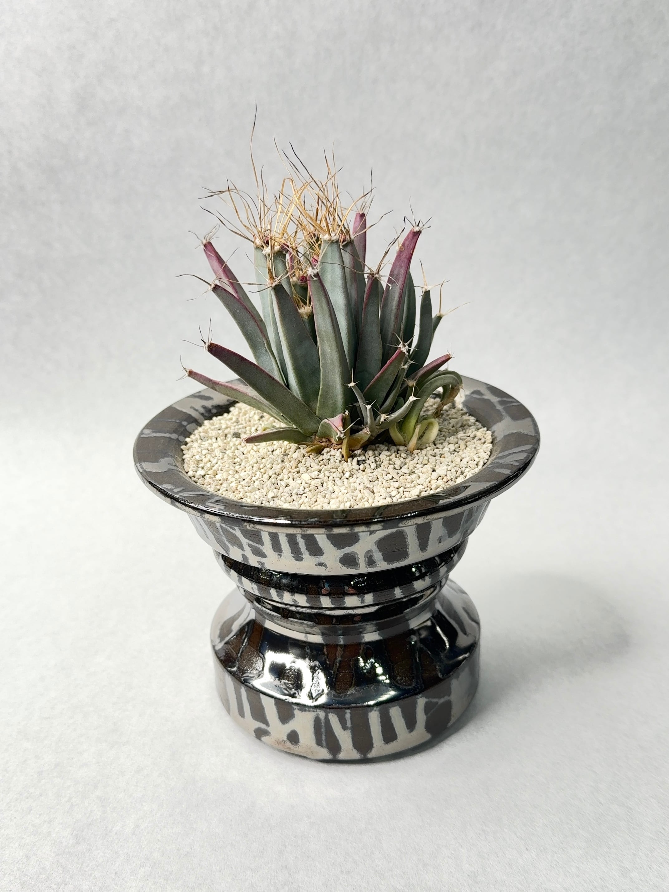 レウクテンベルギア・子吹き晃山 | trigger