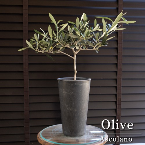 花芽付き Olive オリーブの木 アスコランド アスラーノ 樹脂鉢 オリーブ トピアリー