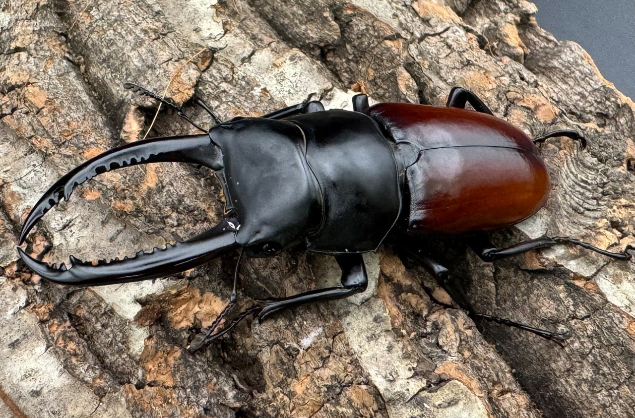 《アローコクワ亜種リエン 74mm ♂♀♀トリオ》