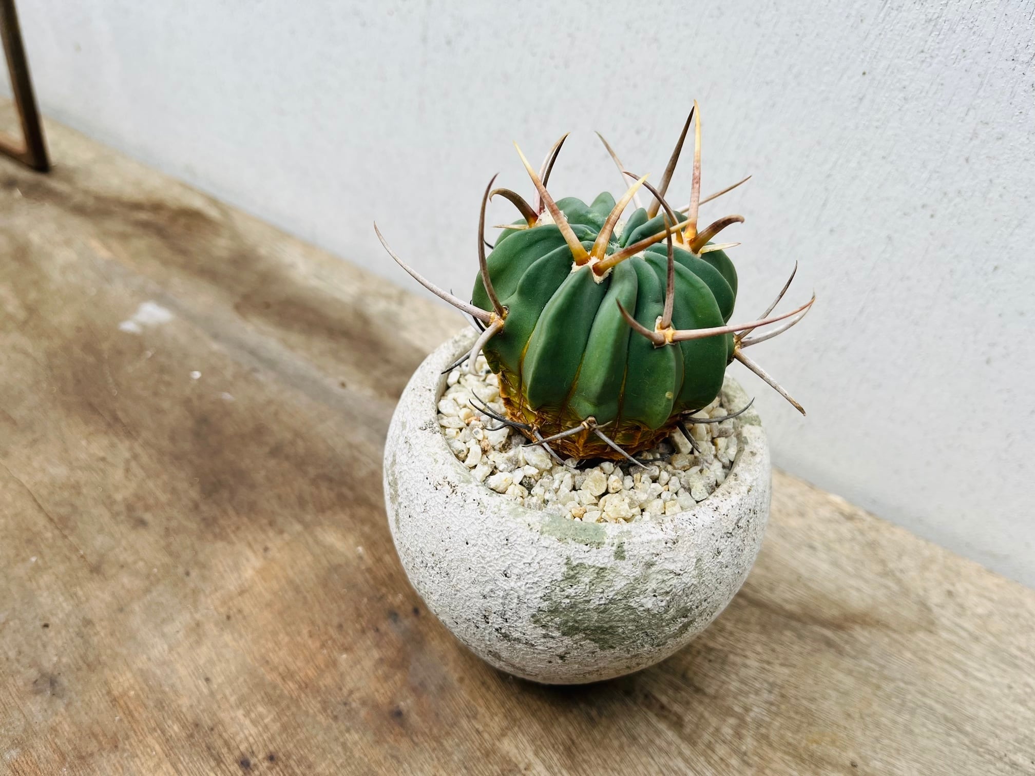 Echinofossulocactus coptonogonus エキノフォスロカクタス 竜剣丸