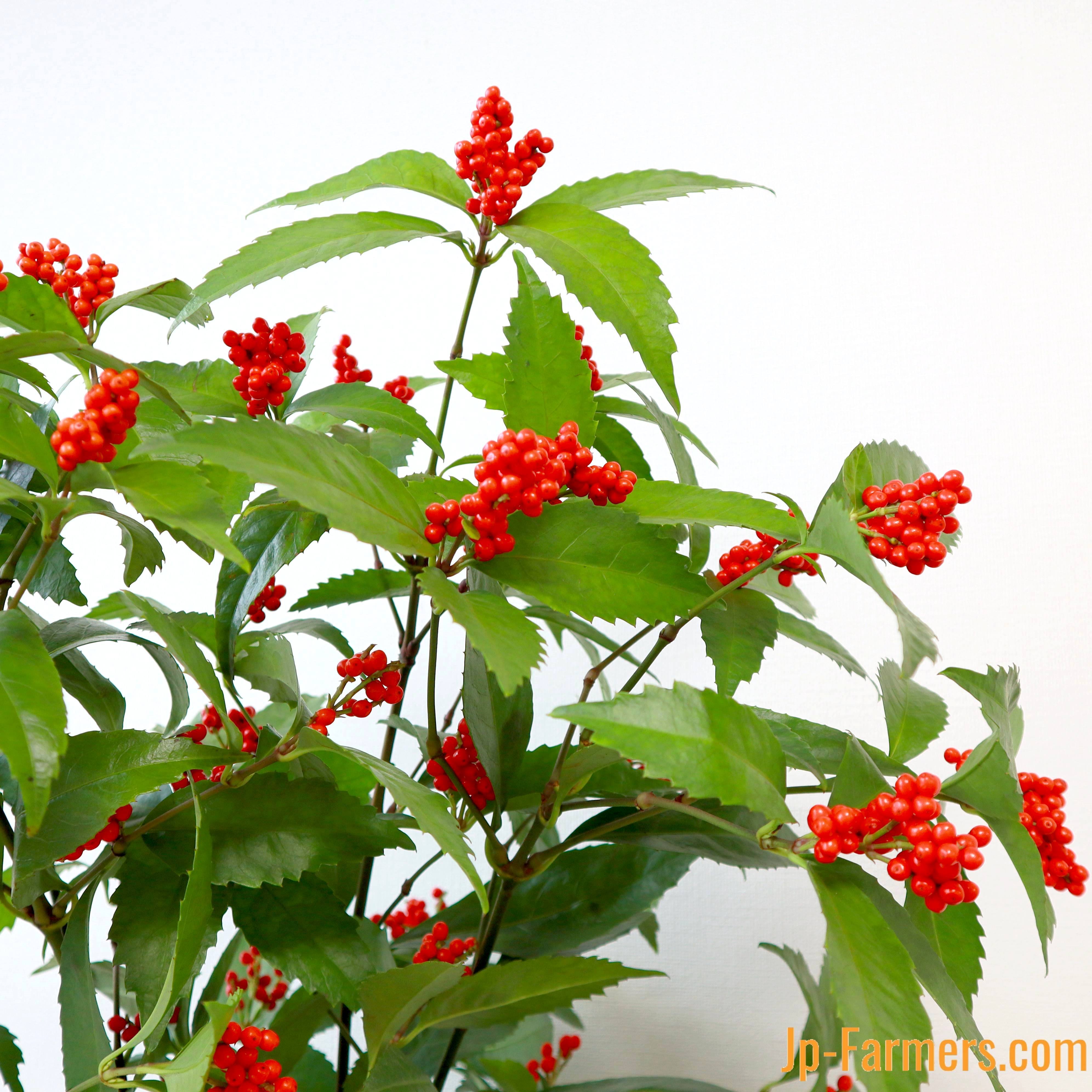 62a43ac8f0a392bb1448e01ec971c8