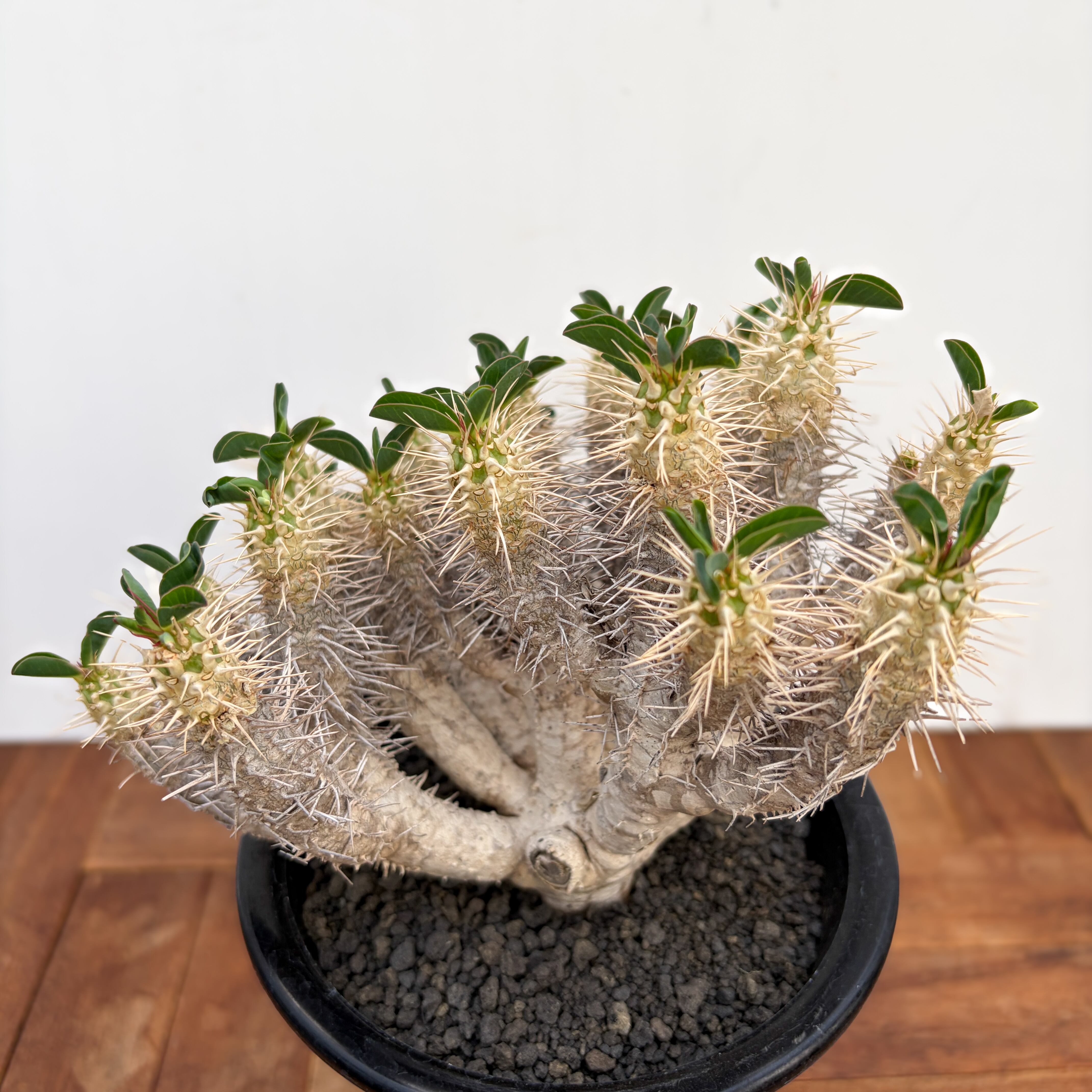 Euphorbia guillauminiana【ユーフォルビア・ギラウミニアナ