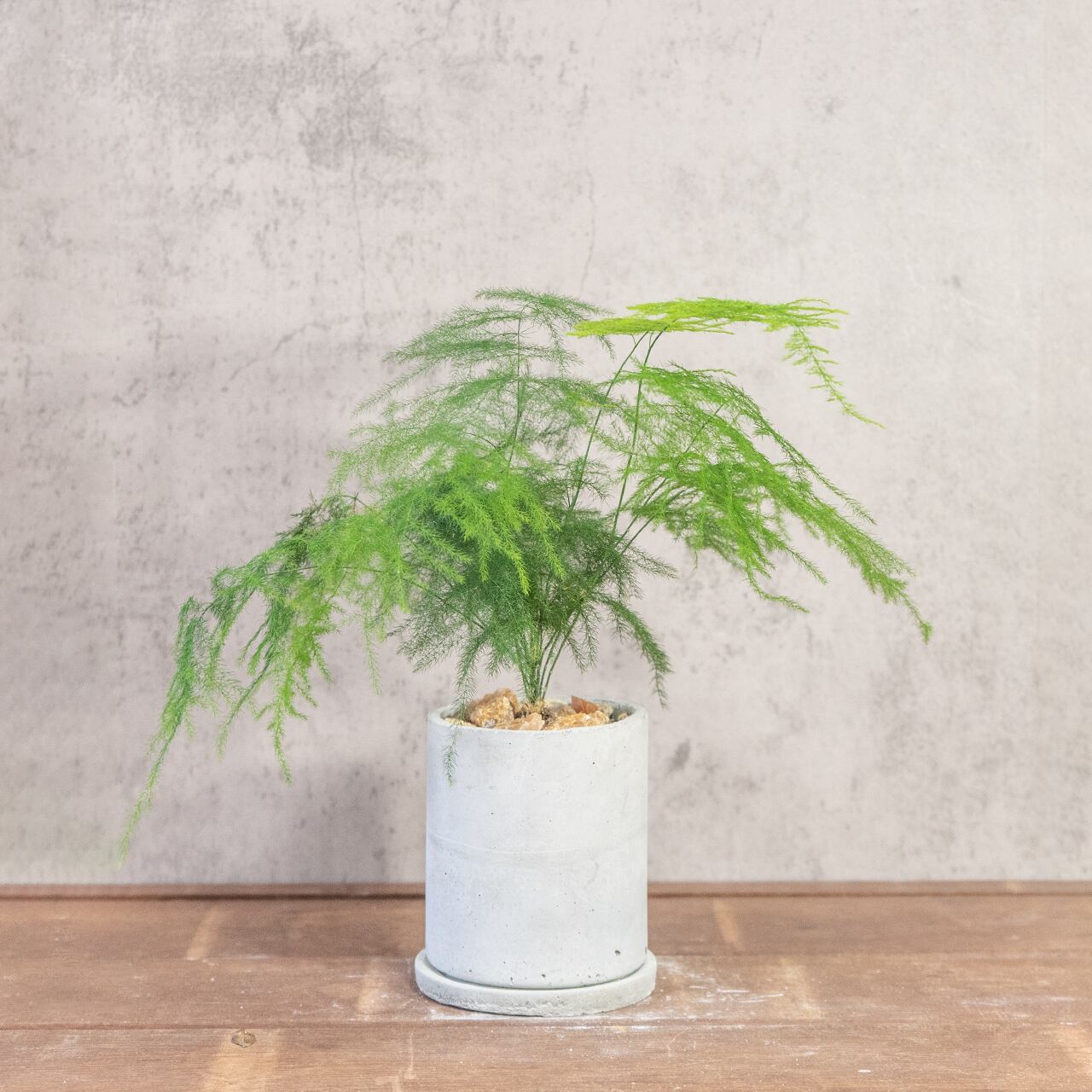 ユーカリ・ポポラス｜しなやかな曲がり枝が美しいモダン盆栽仕立て【手づくりモルタル鉢】