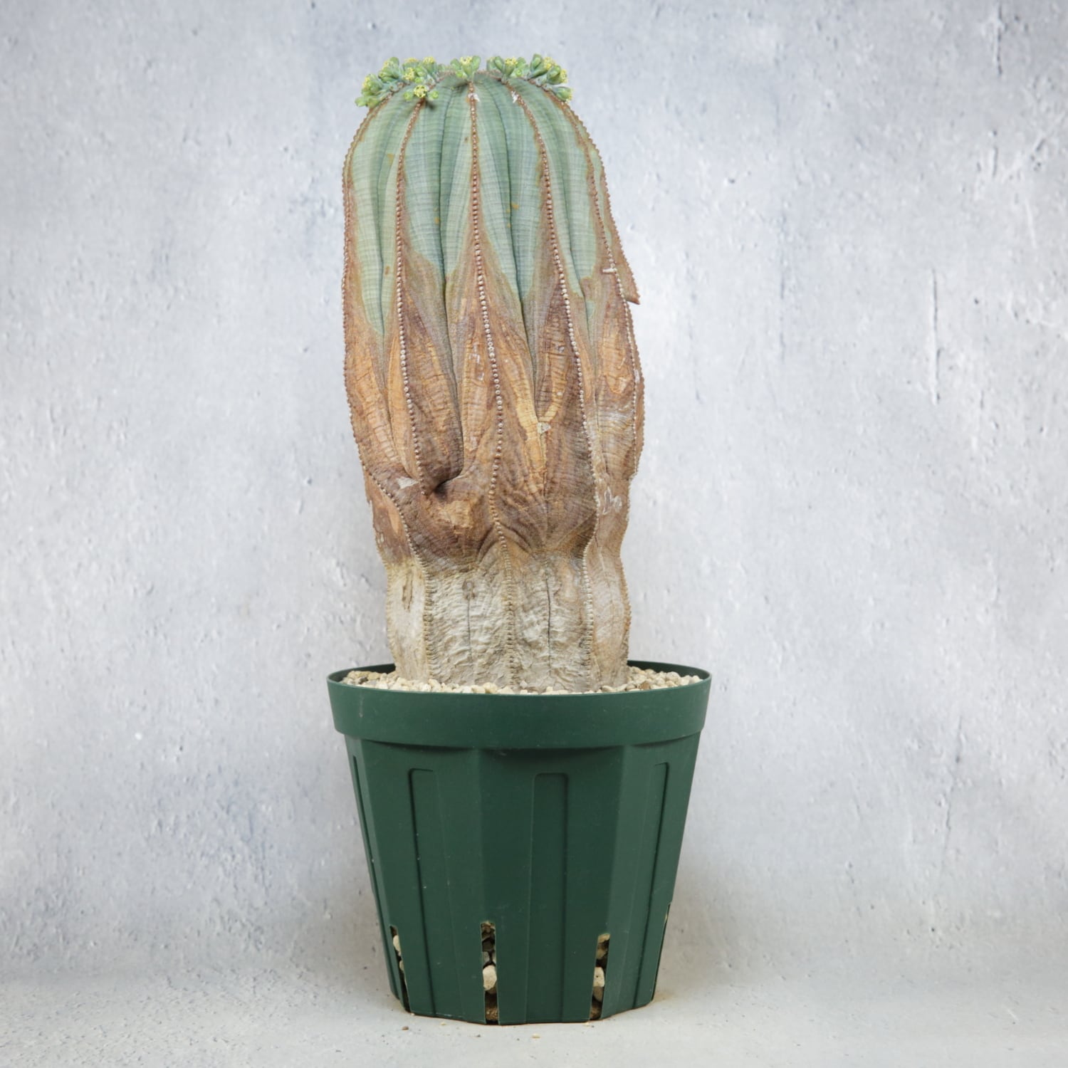 オス株【超厳選株】超大株 直径約9cm マウンテン ヴィンテージ オベサ