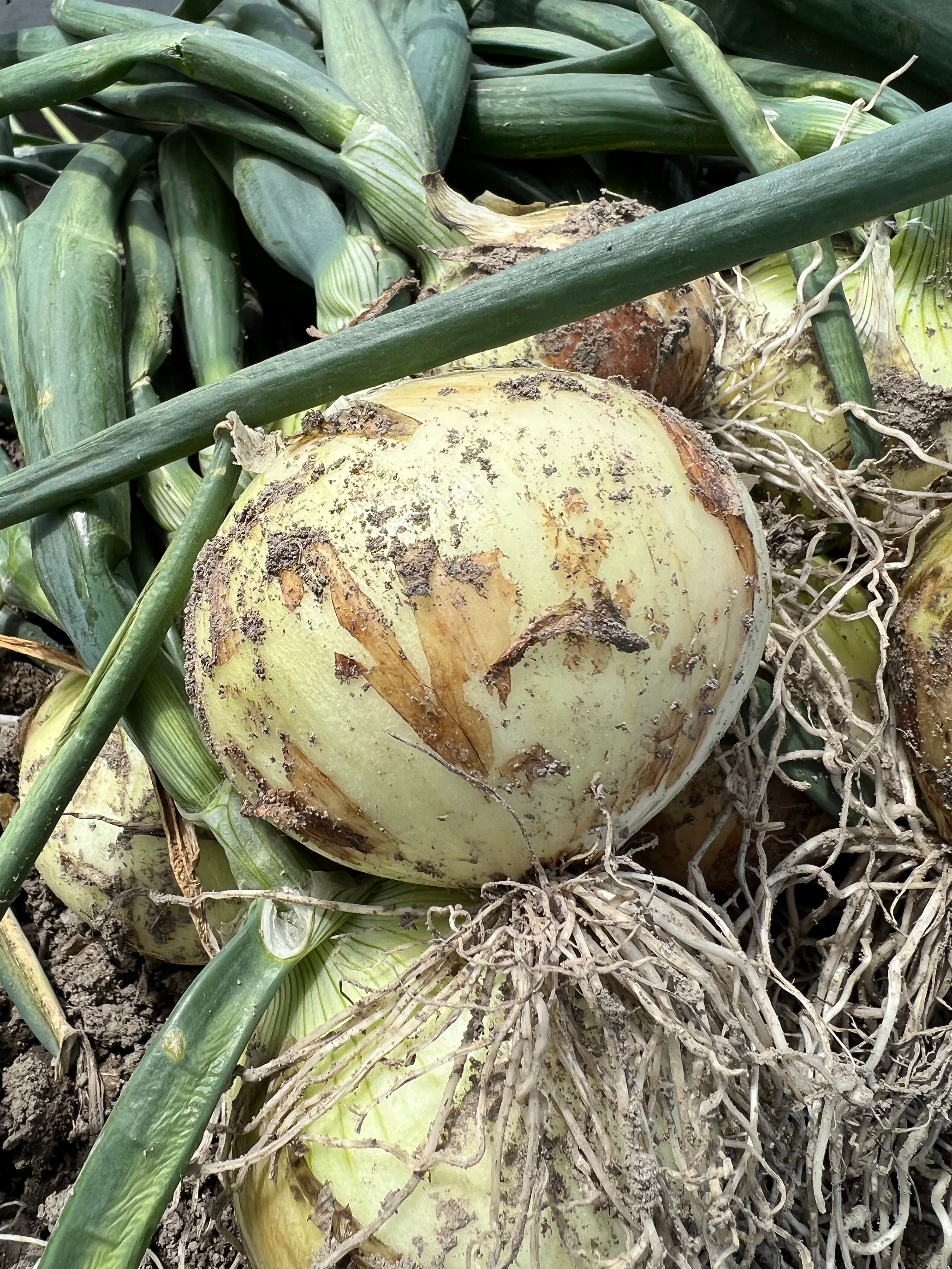 一番玉ねぎ定期便】3kgコース：1ヵ月に1回お届け 送料込み | 原田