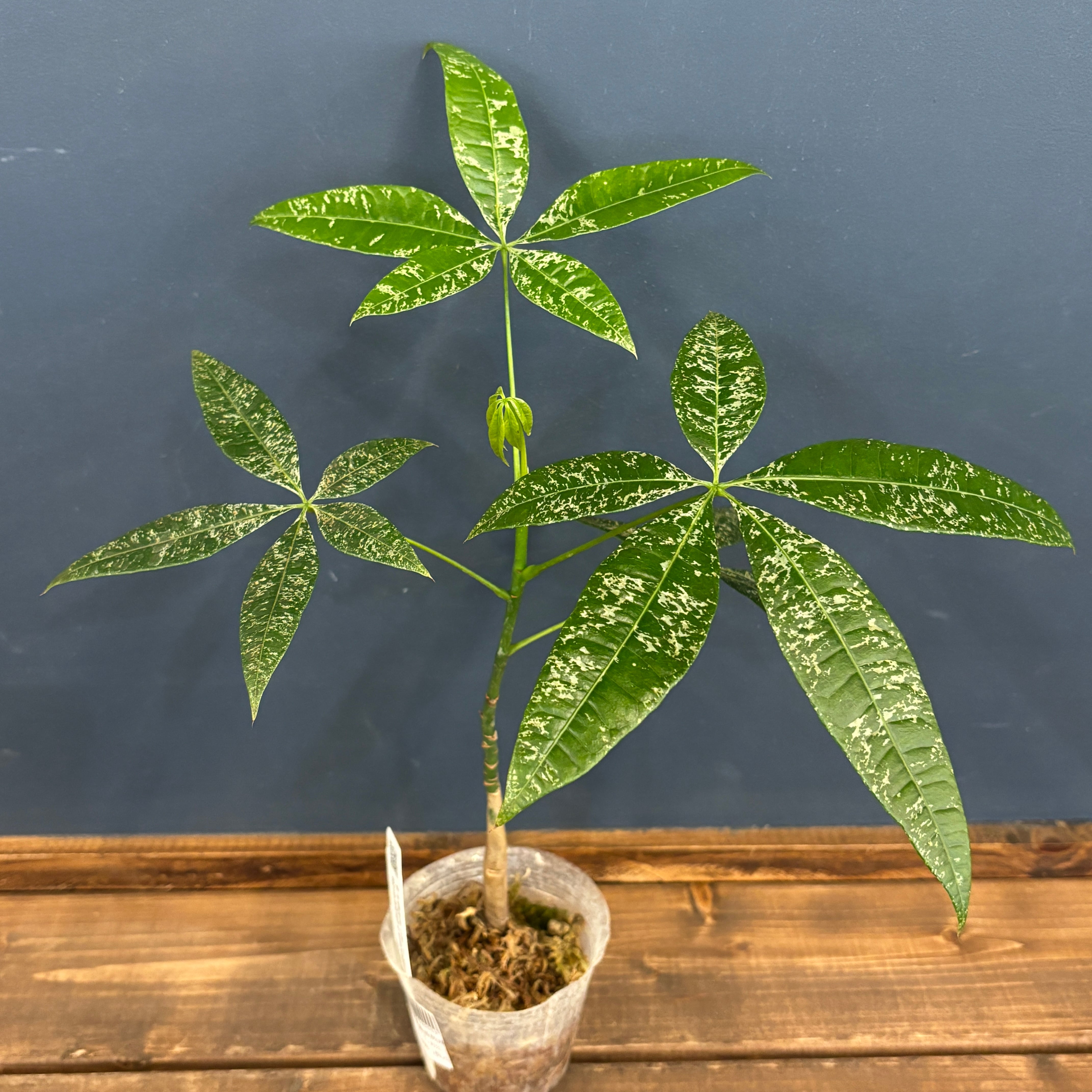 パキラ ミルキーウェイ 実生【196】 | PROTOLEAF プロトリーフ パキラ ミルキーウェイ 実生【196】 | PROTOLEAF プロトリーフ