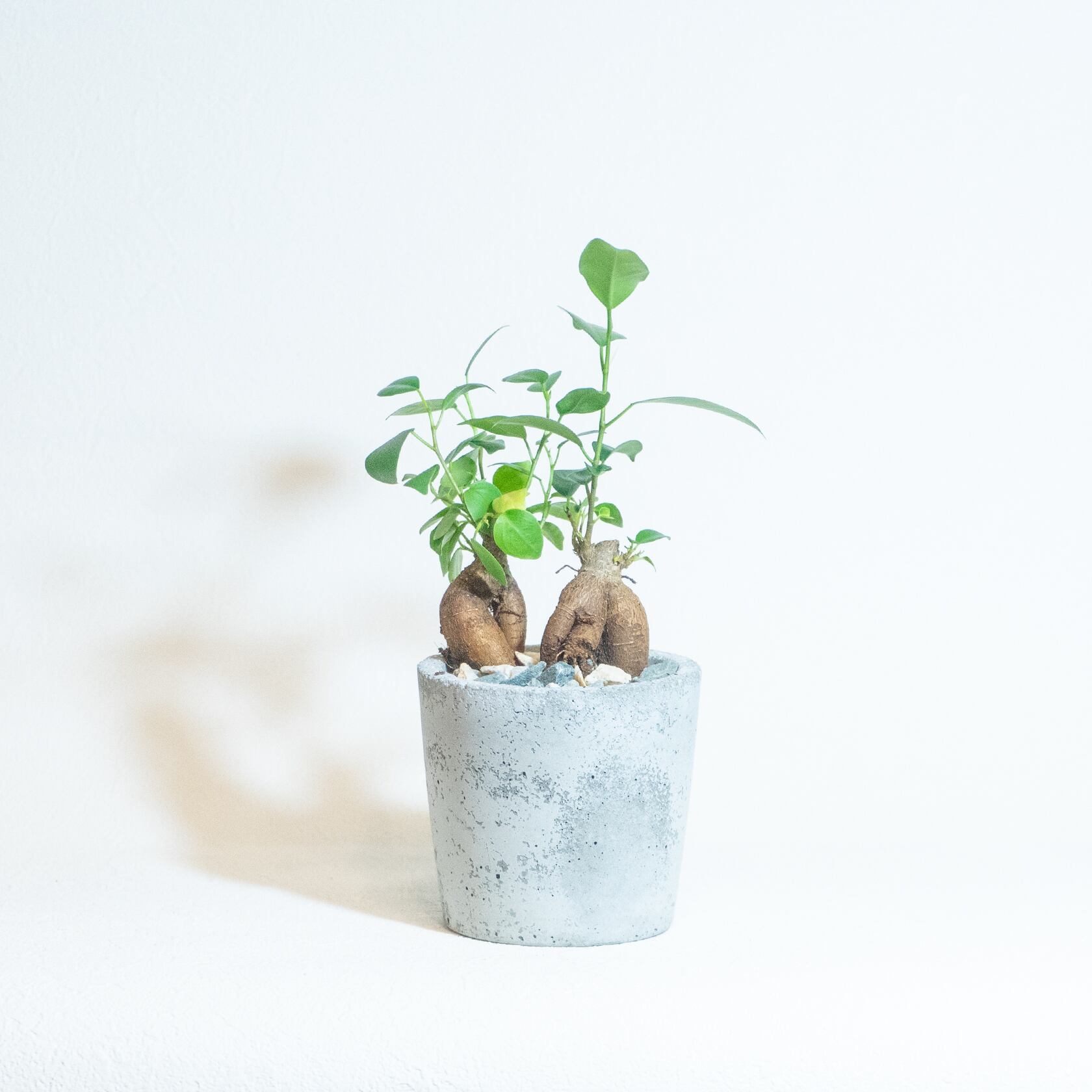 \送料無料/≪ 観葉植物 ≫室内管理もオッケーなガジュマルの鉢植え|手のひらサイズの手づくりモルタル鉢