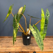 【厳選株】フィロデンドロン　ビレッティアエ　斑入り【169】