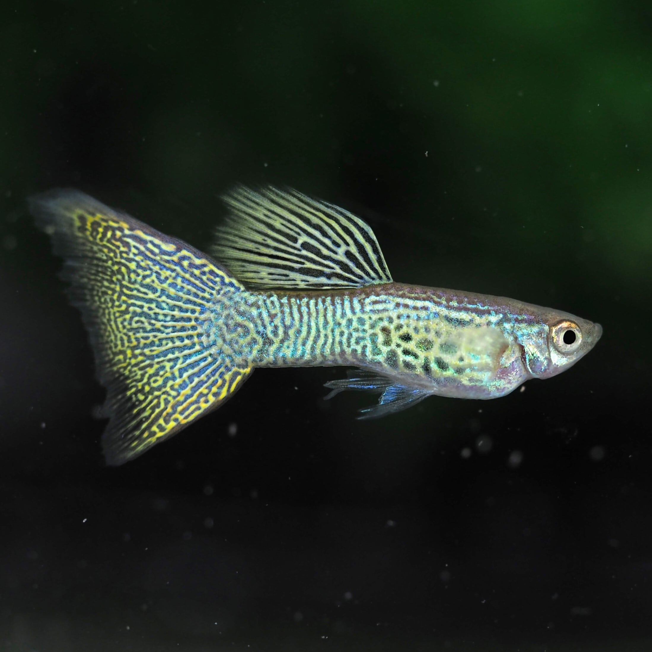 伊豆グッピーファーム