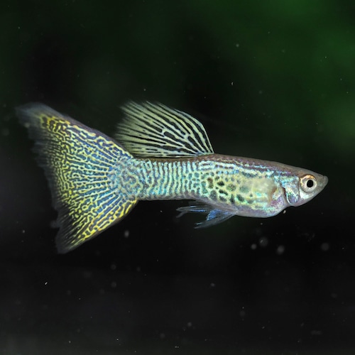 【観賞用】イエローレース　オスのみ5匹