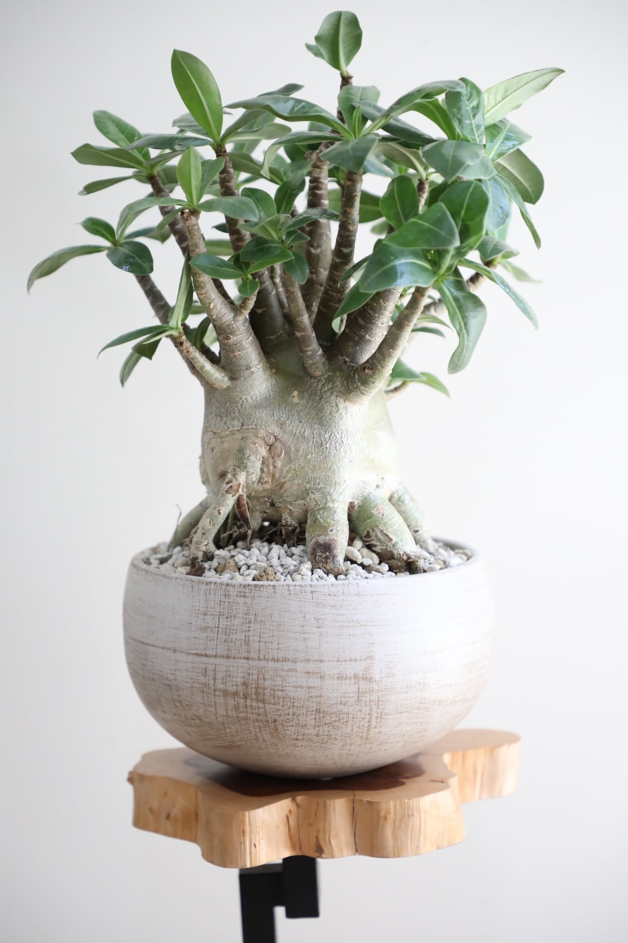 M】アデニウム アラビカム/Adenium arabicum ※陶器鉢付き | 【厳選植物