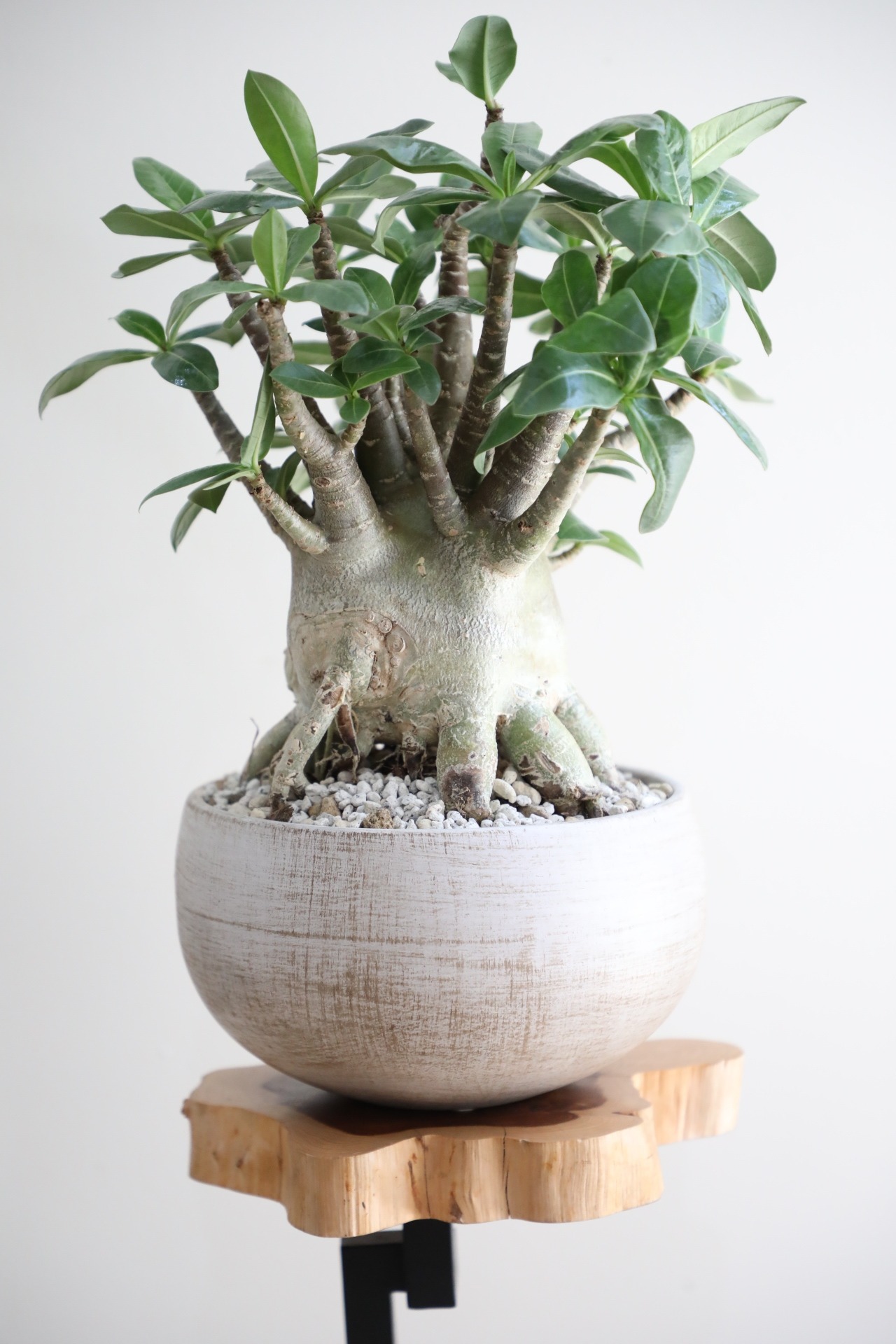 【M】アデニウム アラビカム/Adenium arabicum ※陶器鉢付き