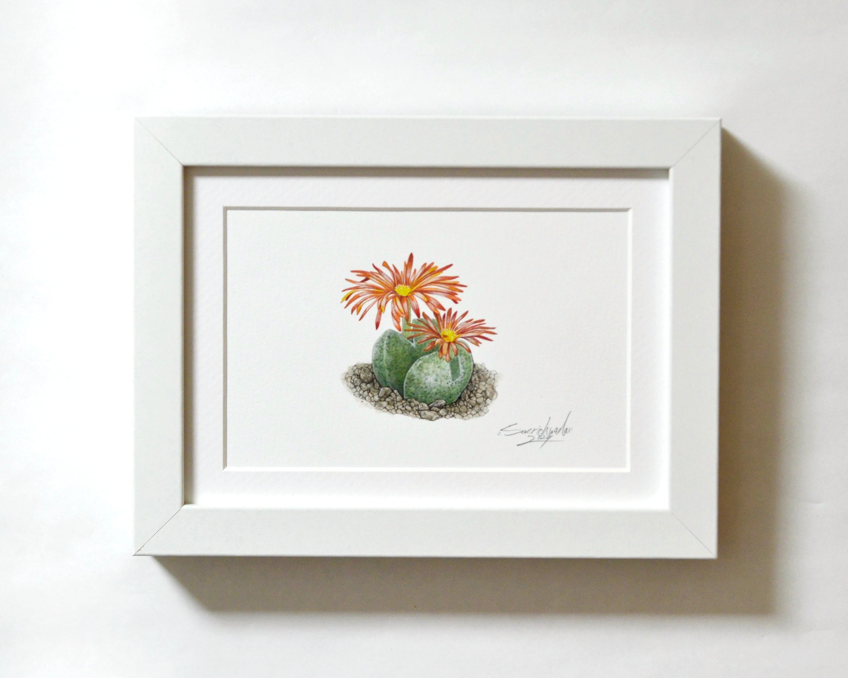 コノフィツム・花車 原画作品