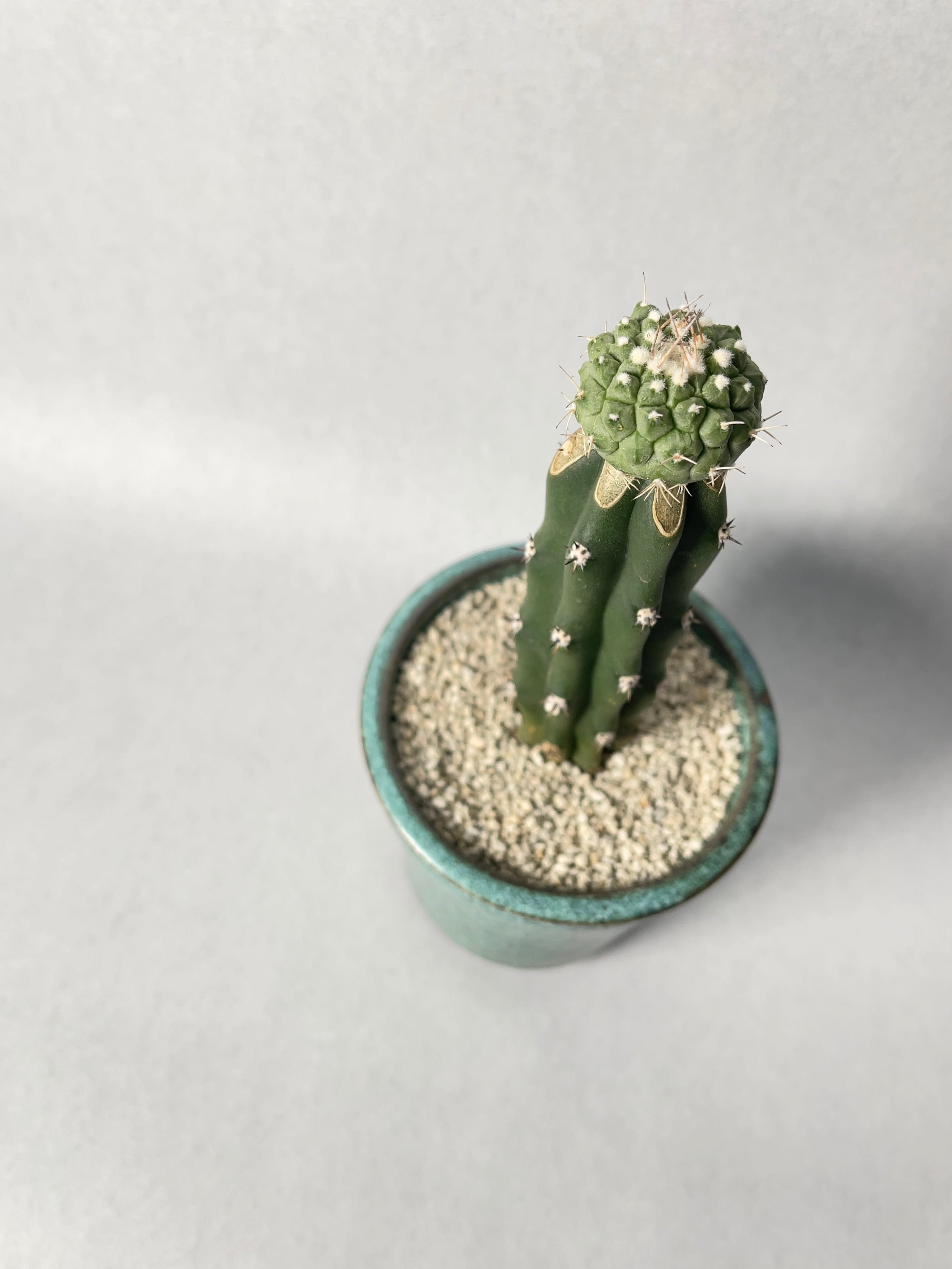 ストロンボカクタス・赤花菊水 | trigger