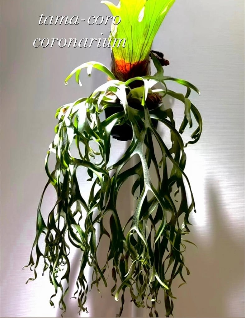 P. Willinckii cv. Sailor Mercury (OC) 【artPLANTs/PLANTS GARAGE