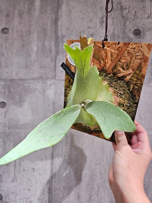 P.veitchii Lisa ×P.willinckii Yellow Moon Spore【artPLANTs/PLANTS GARAGE】ビカクシ/Platycerium