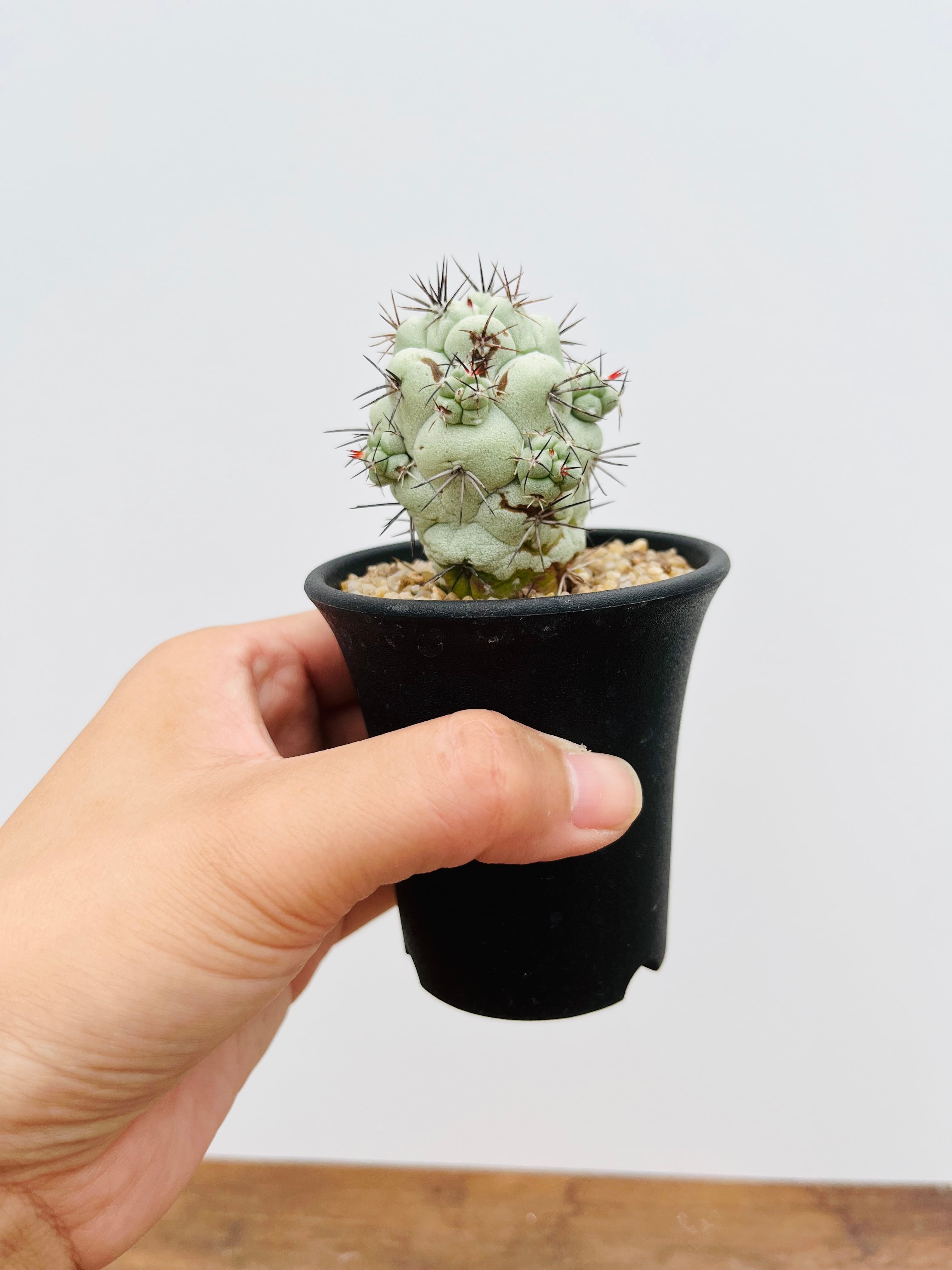 Ortegocactus macdougallii オルテゴカクタス マクドガリー