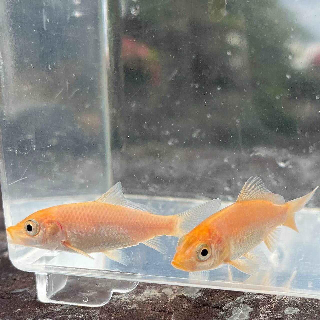 （淡水魚）ヒゴイ／緋鯉／緋ゴイ　3～5ｃｍ±　（1匹）【生体】