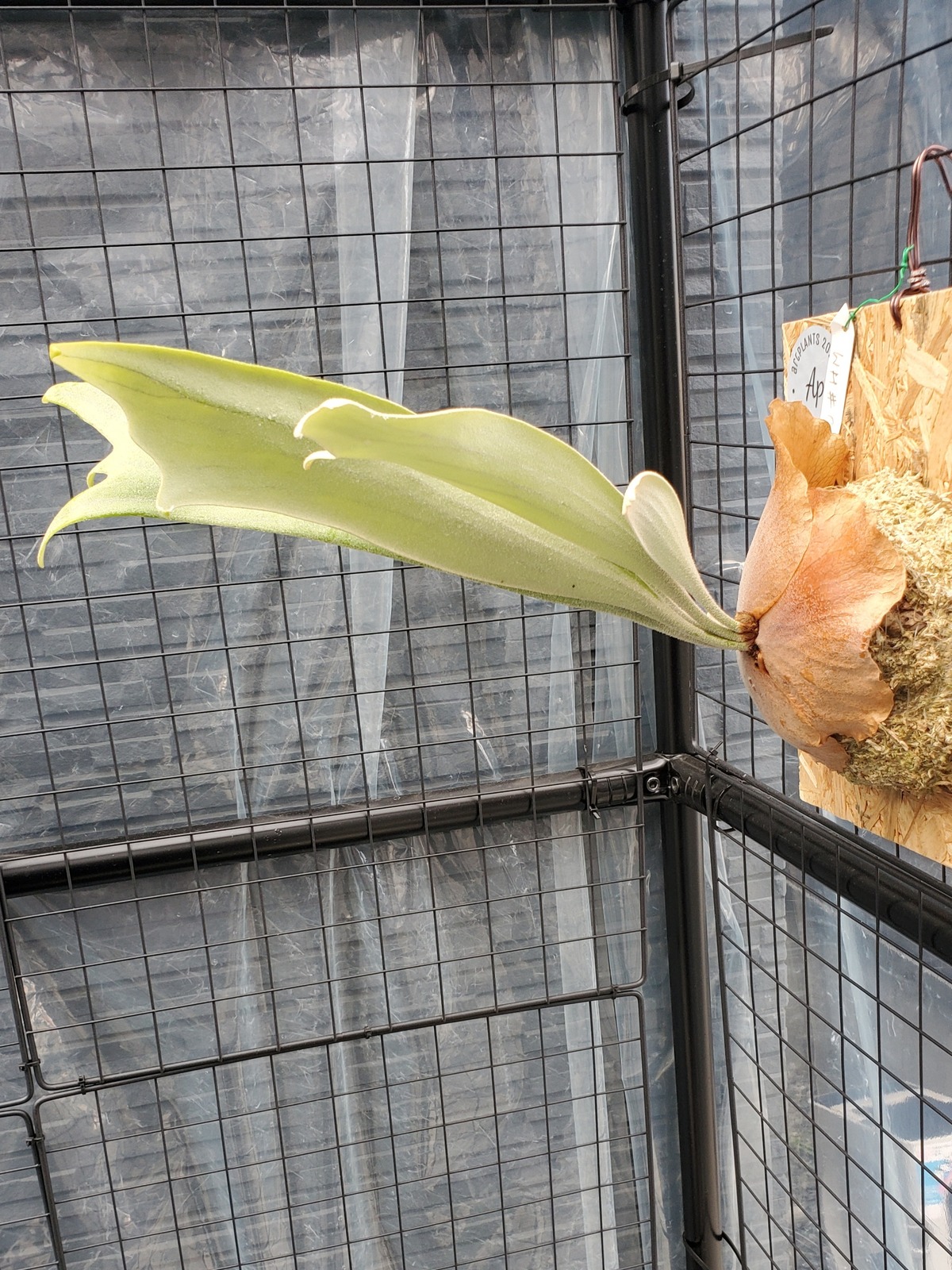 P.White House #3 【artPLANTs】ビカクシダ/Platycerium | artPLANTs 