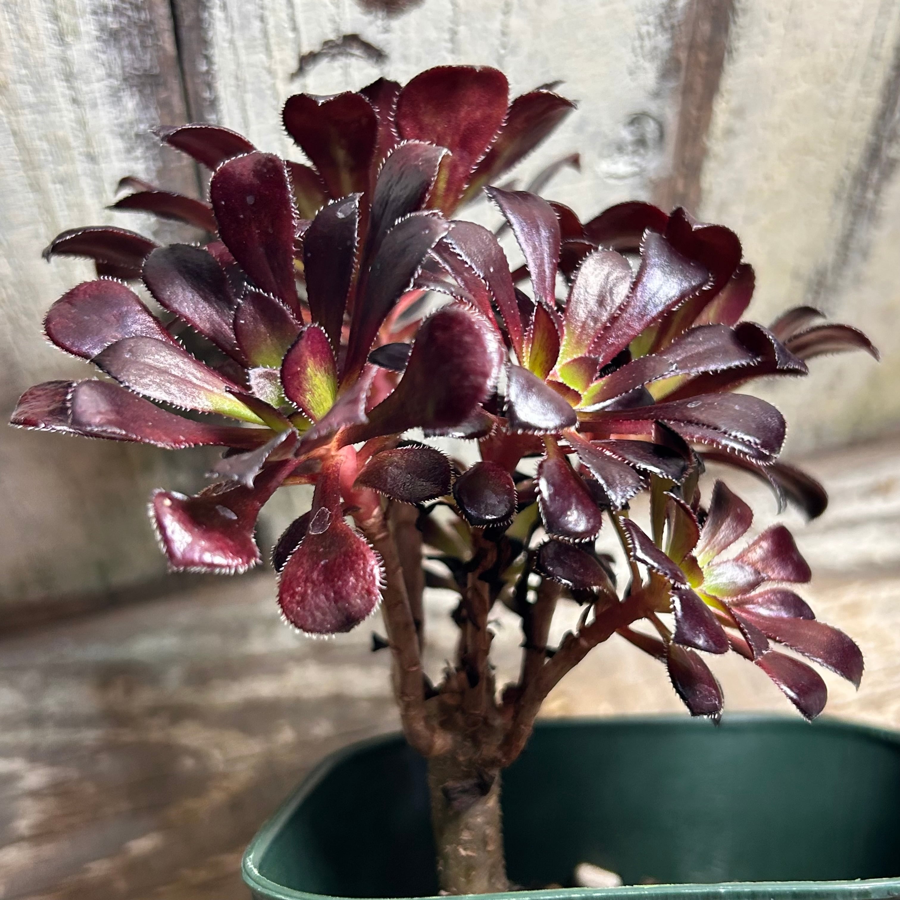 黒法師 サンシモン アエオニウム | RuPo 多肉植物専門店