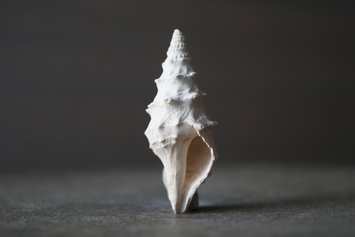 ポーランド産巻貝化石 Clavatula 1849