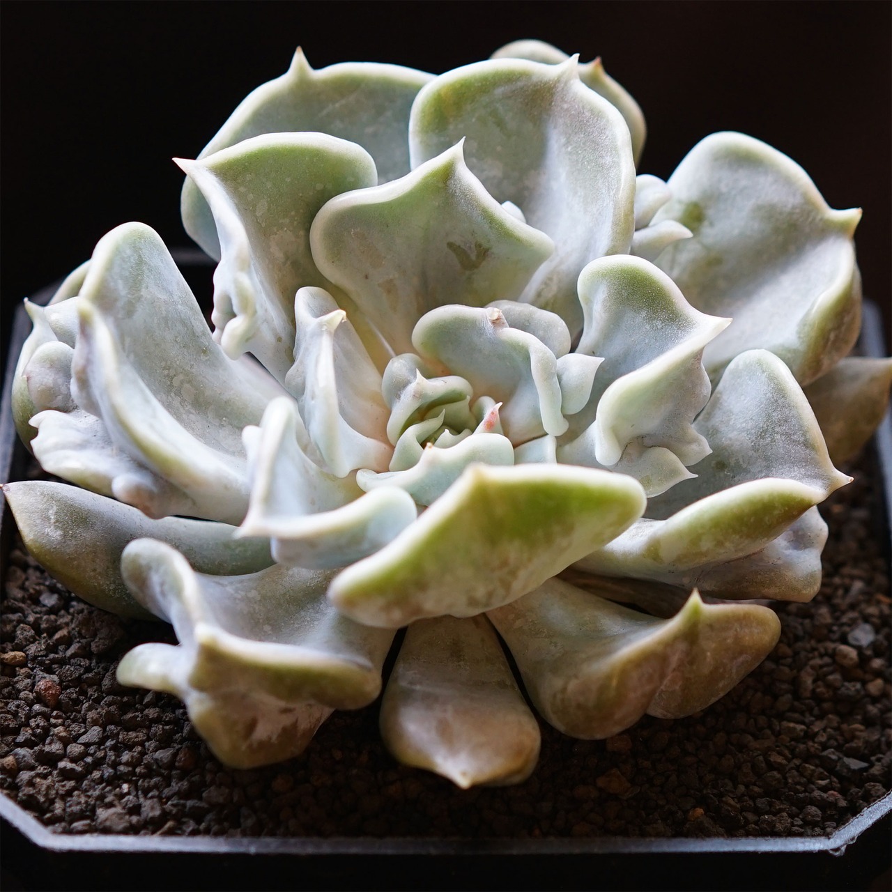 発根済カット苗 スリラーパール 標準サイズ Echeveria 'Thriller Pearl'